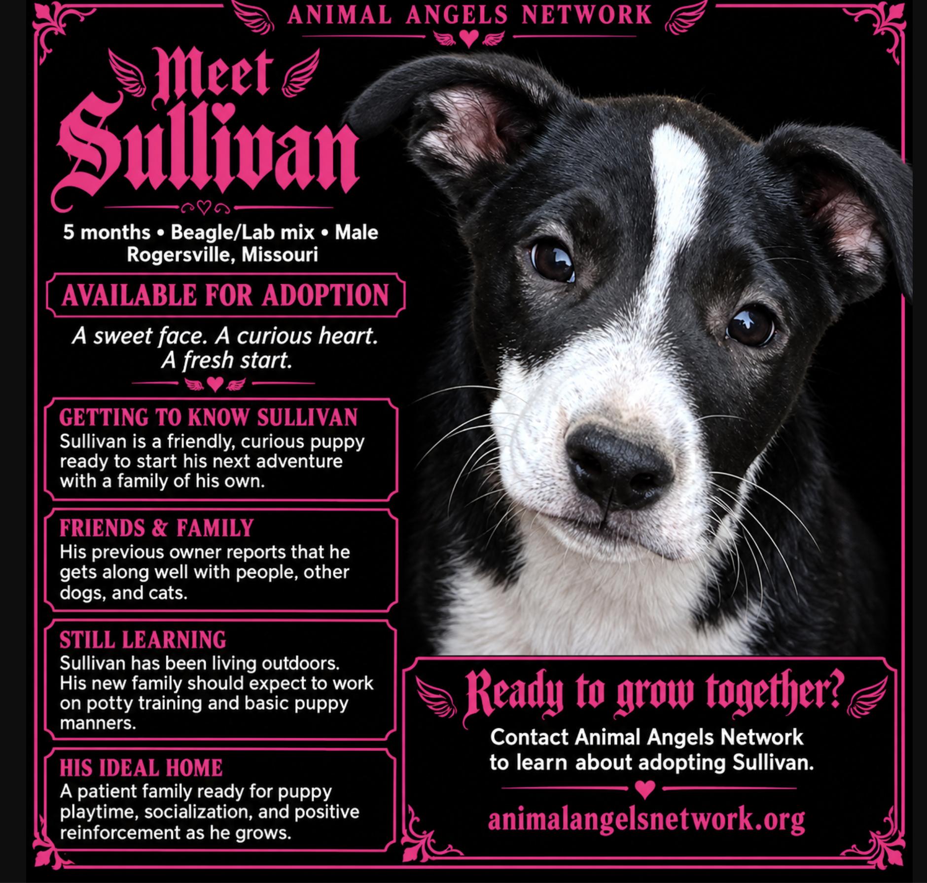 Sullivan, Adoptable, Puppy Male Beagle & Labrador Retriever.