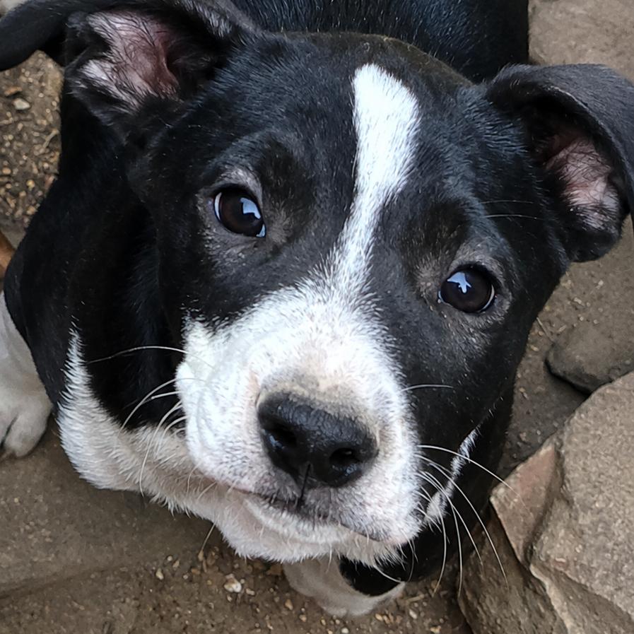 Enlarge Sullivan, a Adoptable mixed breed in Rogersville, MO image 2/2