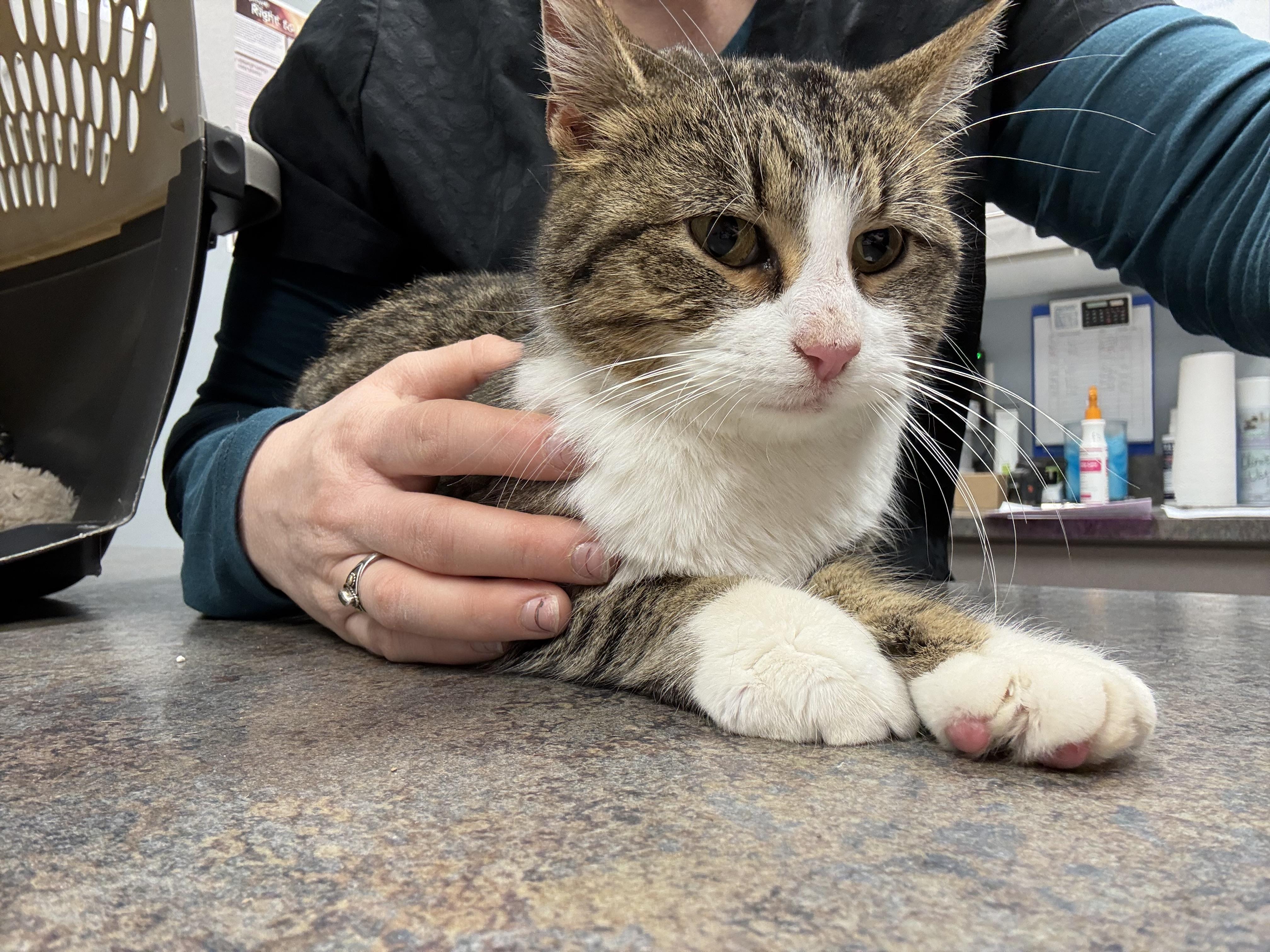 CleoCATra, an adopted Domestic Short Hair in Ashland, IL image 2/2