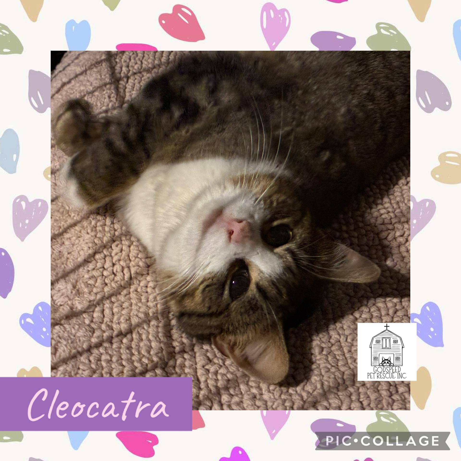 CleoCATra, adopted, Young Female Domestic Short Hair.