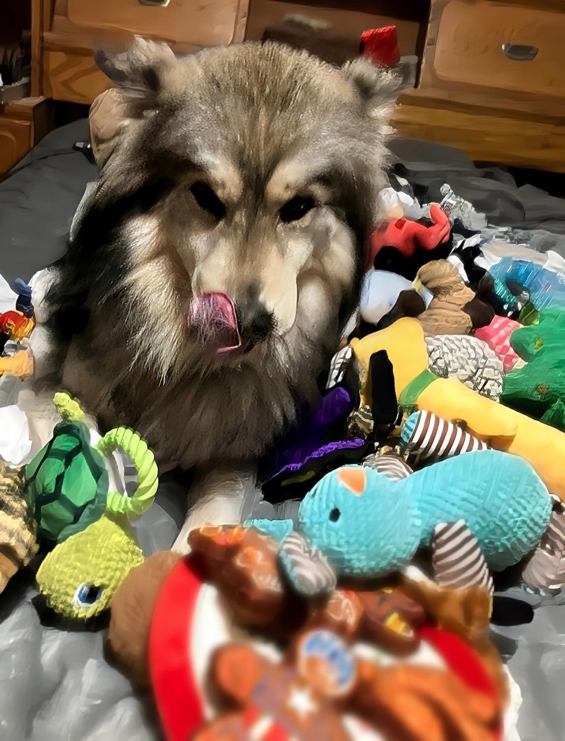 Brody, Adopted, Young Male Alaskan Malamute & Husky.