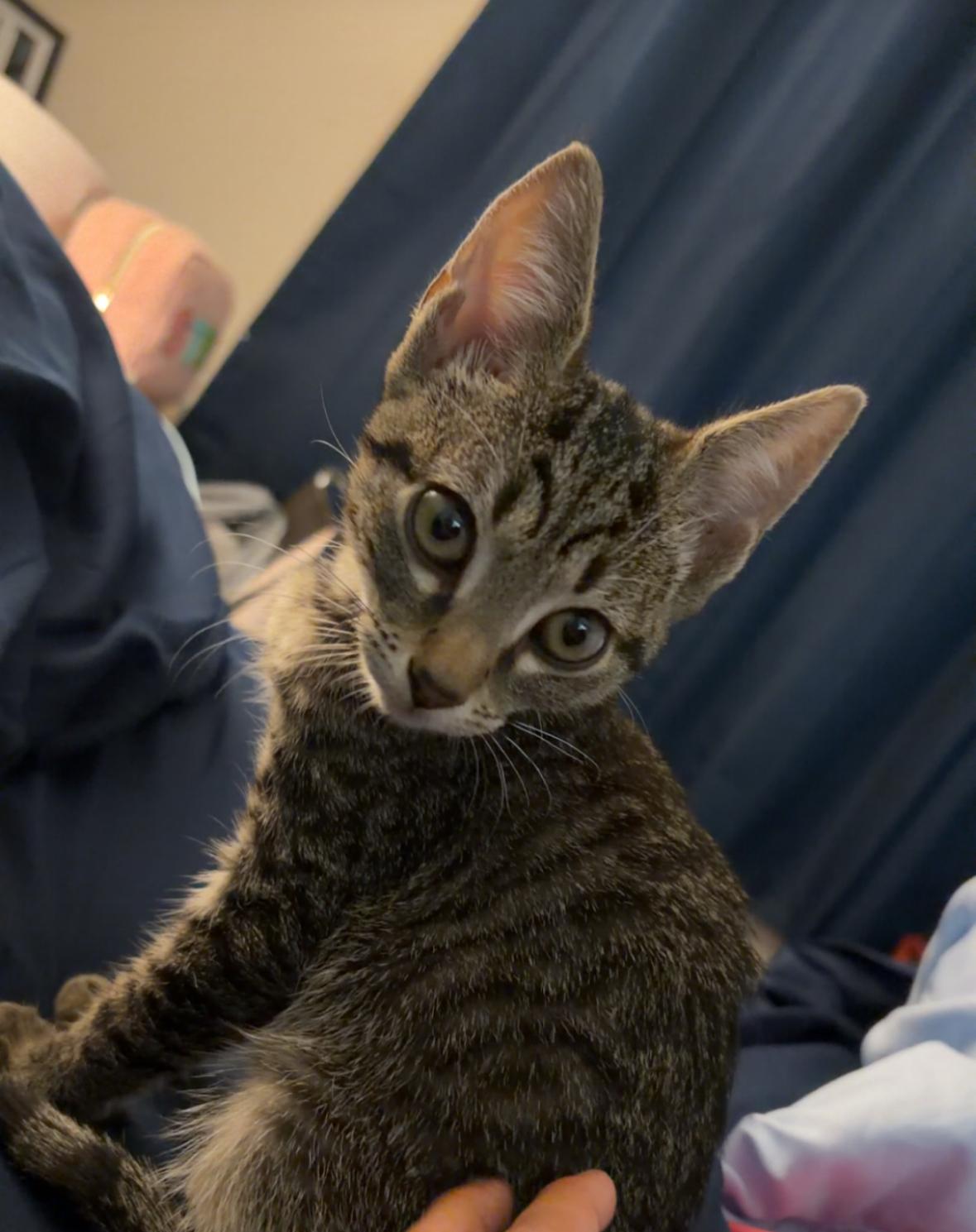 Enlarge Rex, a ADOPTABLE Domestic Short Hair in Statesboro, GA image 3/3