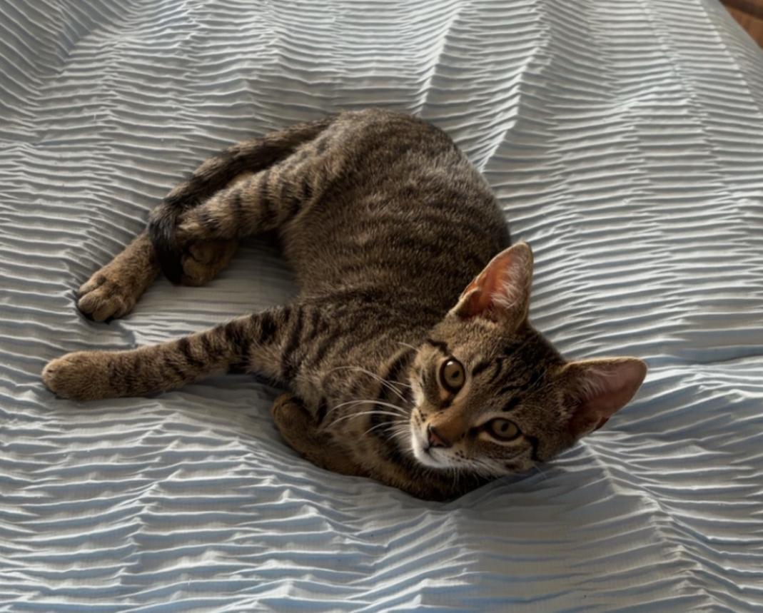 Rex, ADOPTABLE, Kitten Male Domestic Short Hair.