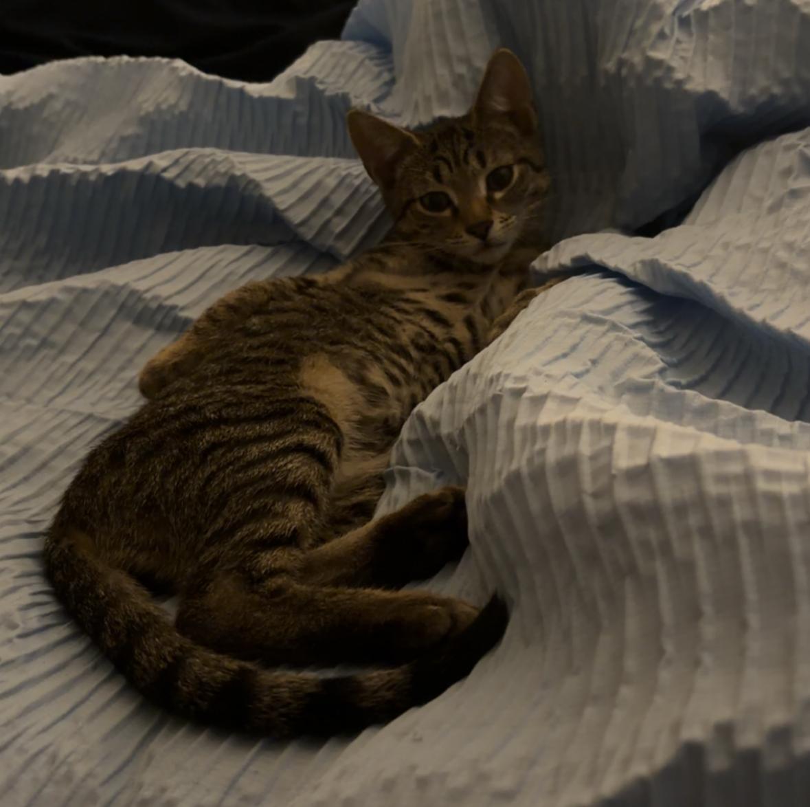Enlarge Rex, a ADOPTABLE Domestic Short Hair in Statesboro, GA image 2/3