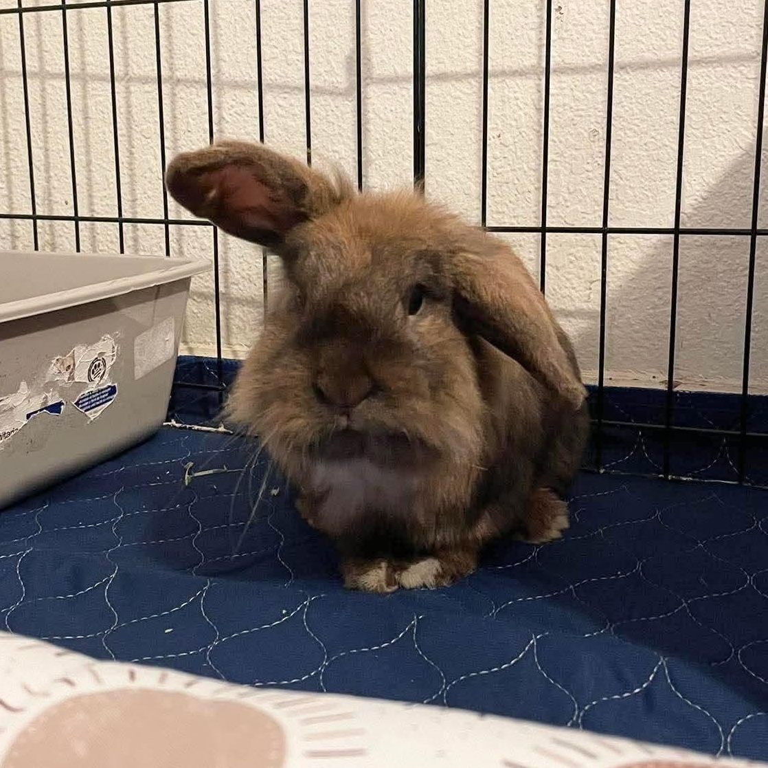 Theodore, ADOPTABLE, Young Male Lionhead & Lop Eared.