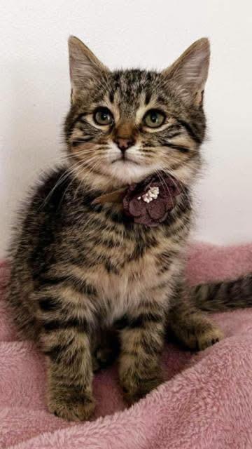 Enlarge Cairo, a Adopted Domestic Medium Hair in Chilliwack, BC image 1/1