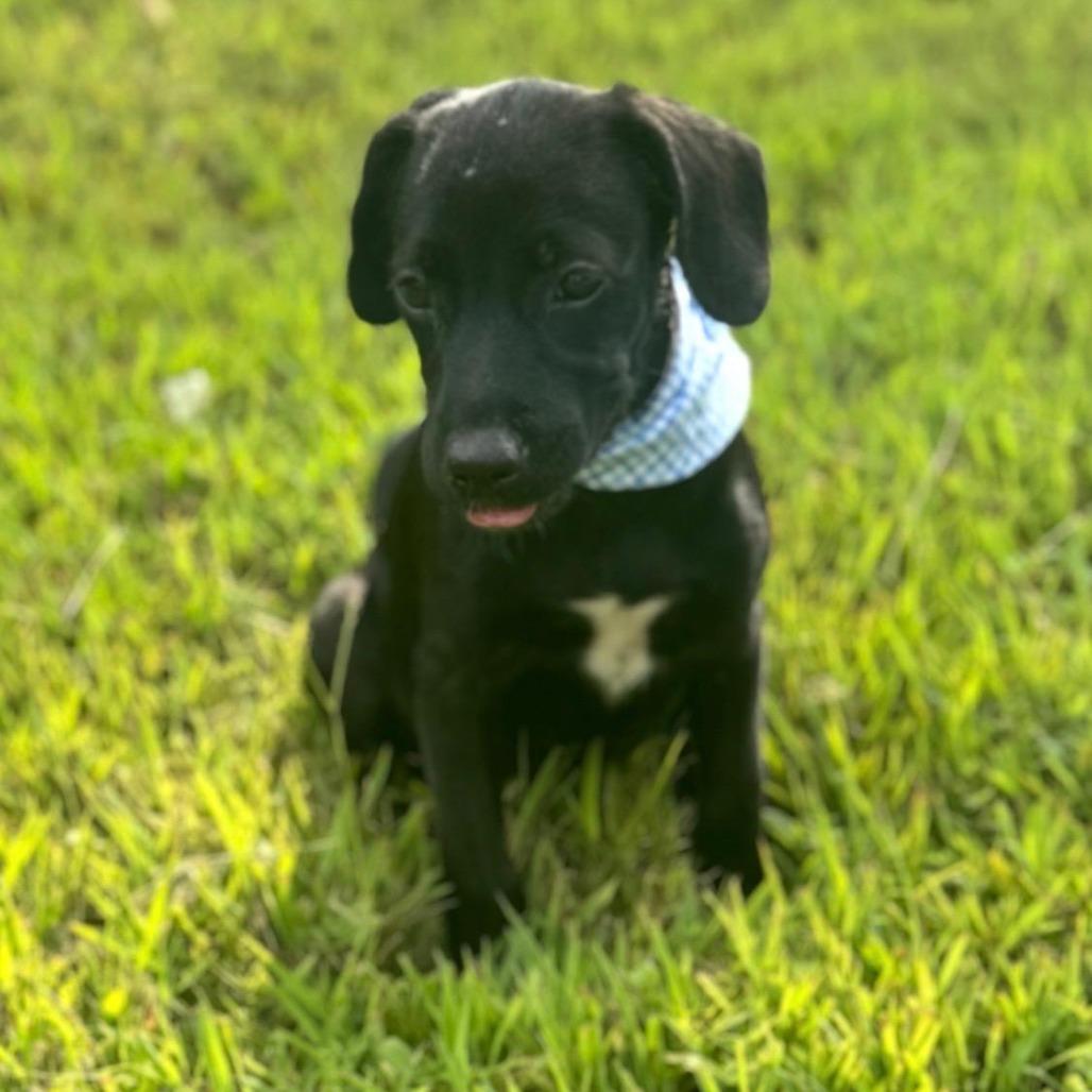 Wes, Adoptable, Puppy Male Pug & Chihuahua.