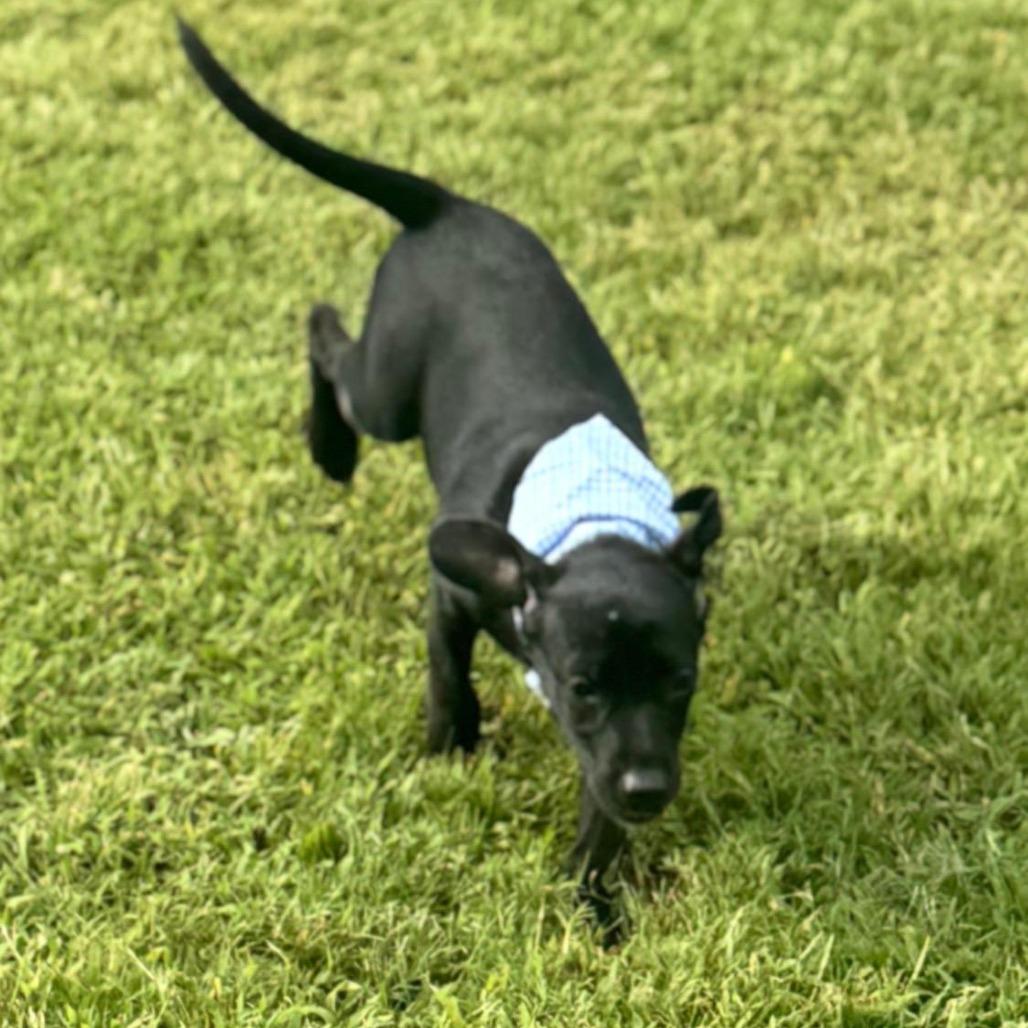 Enlarge Wes, a Adoptable mixed breed in Cordova, TN image 2/2