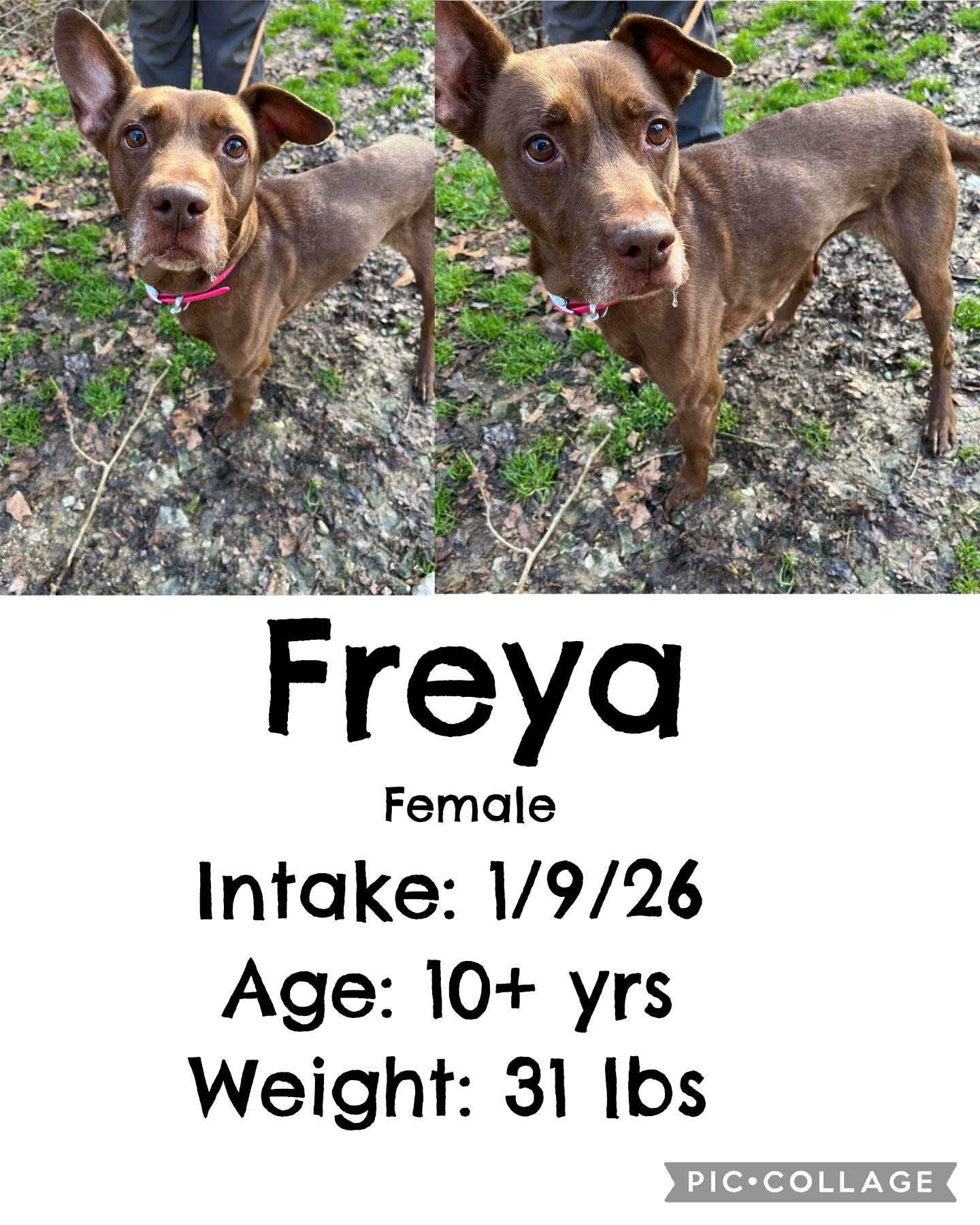 Enlarge Freya, a ADOPTABLE mixed breed in Staffordsville, KY image 1/1