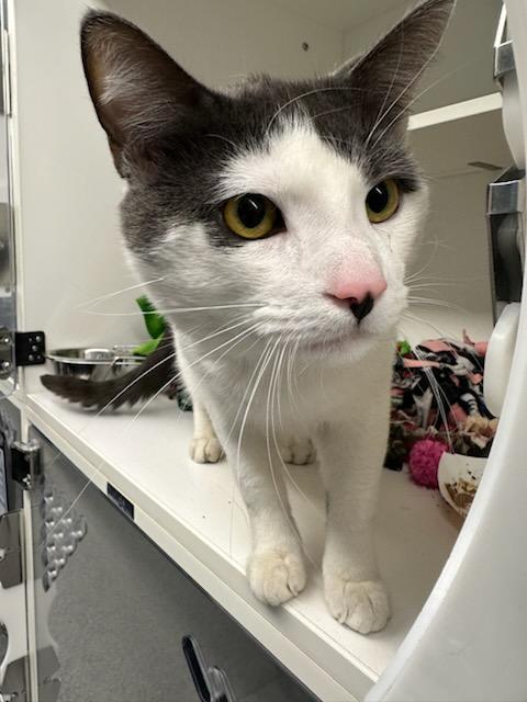 Enlarge Nino (ID 50752/922), a ADOPTABLE Domestic Short Hair in Manassas, VA image 1/3