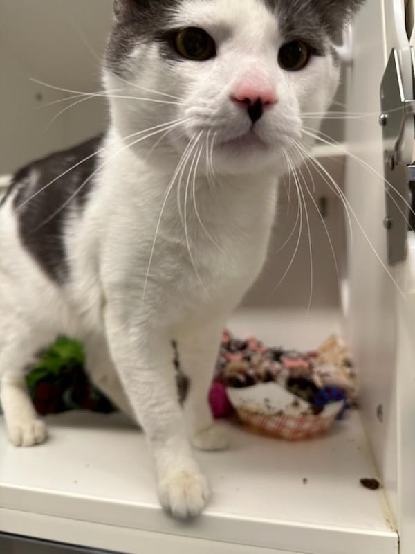 Enlarge Nino (ID 50752/922), a ADOPTABLE Domestic Short Hair in Manassas, VA image 3/3