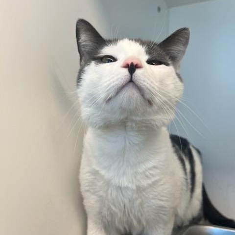 Enlarge Nino (ID 50752/922), a ADOPTABLE Domestic Short Hair in Manassas, VA image 2/3