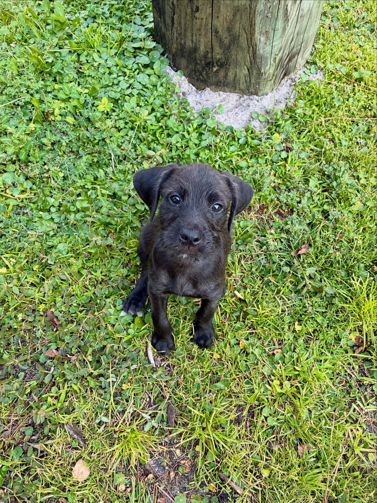 Boon, a Adoptable mixed breed in Gulf Breeze, FL image 1/3