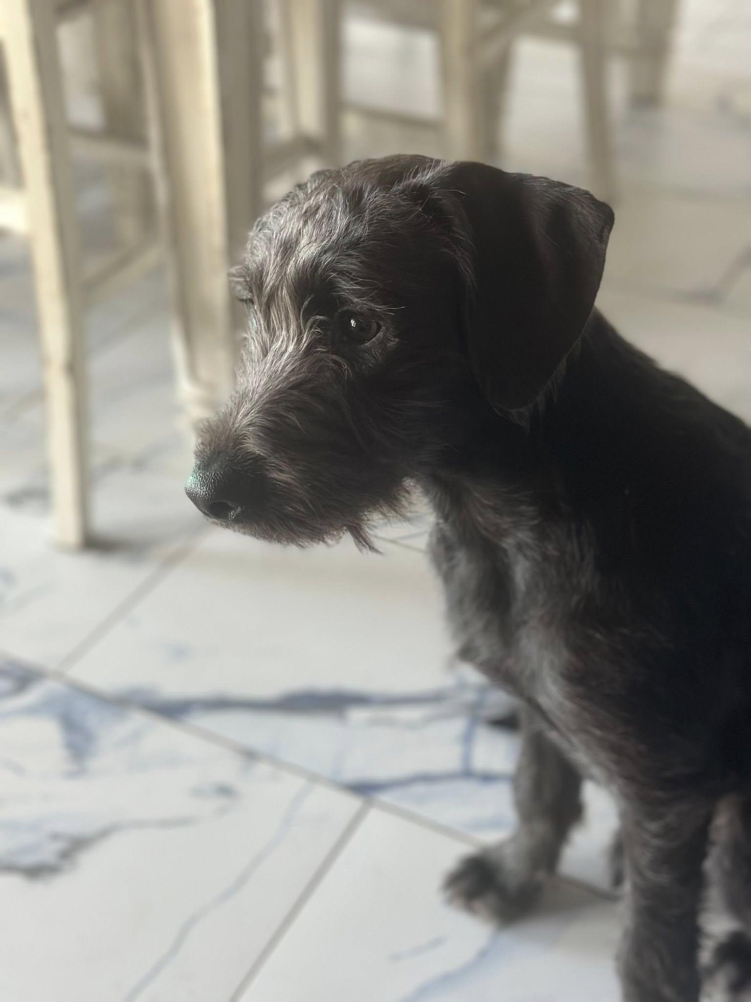 Boon, Adoptable, Puppy Male Mixed Breed & Black Labrador Retriever.