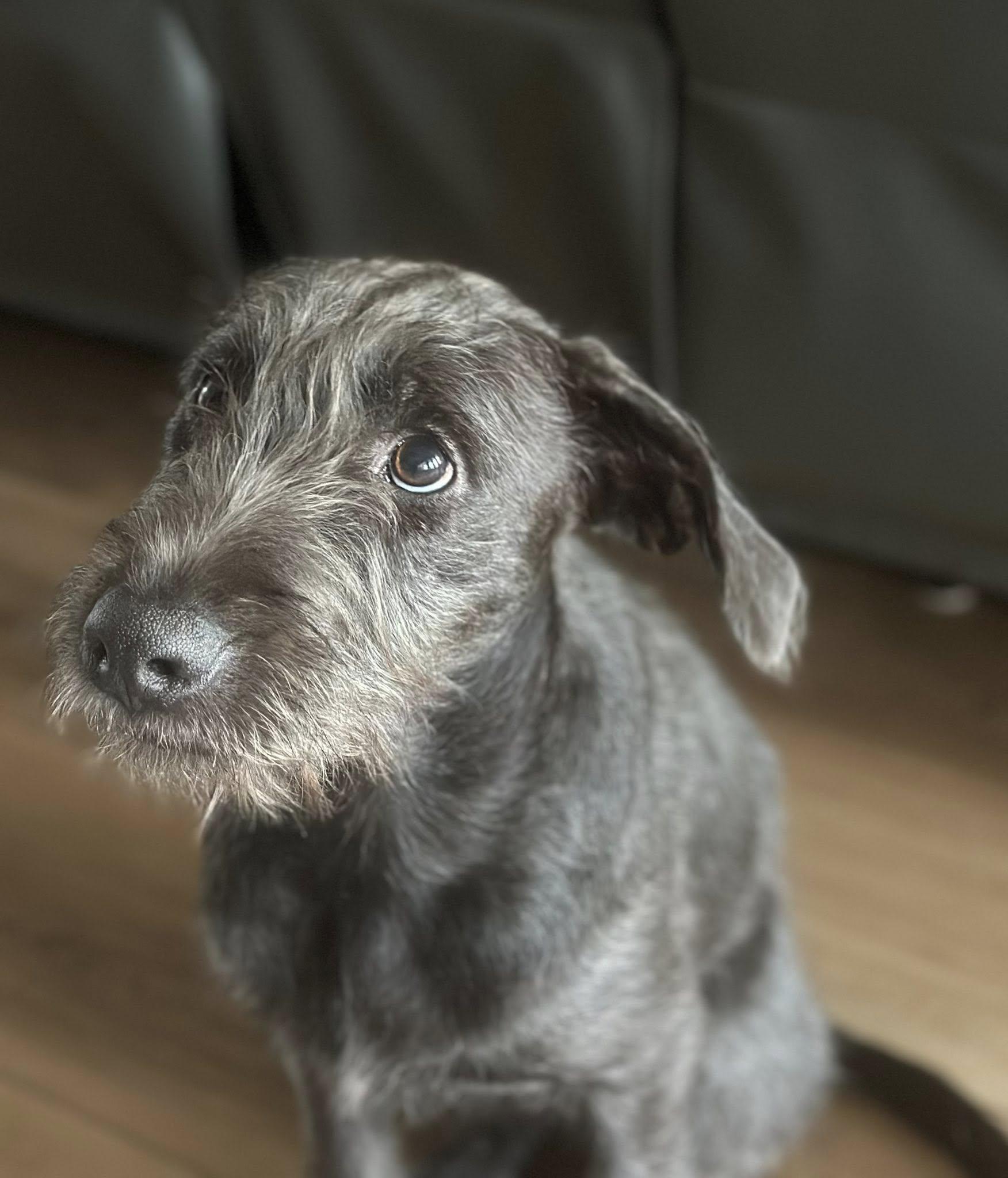 Enlarge Boon, a Adoptable mixed breed in Gulf Breeze, FL image 2/3