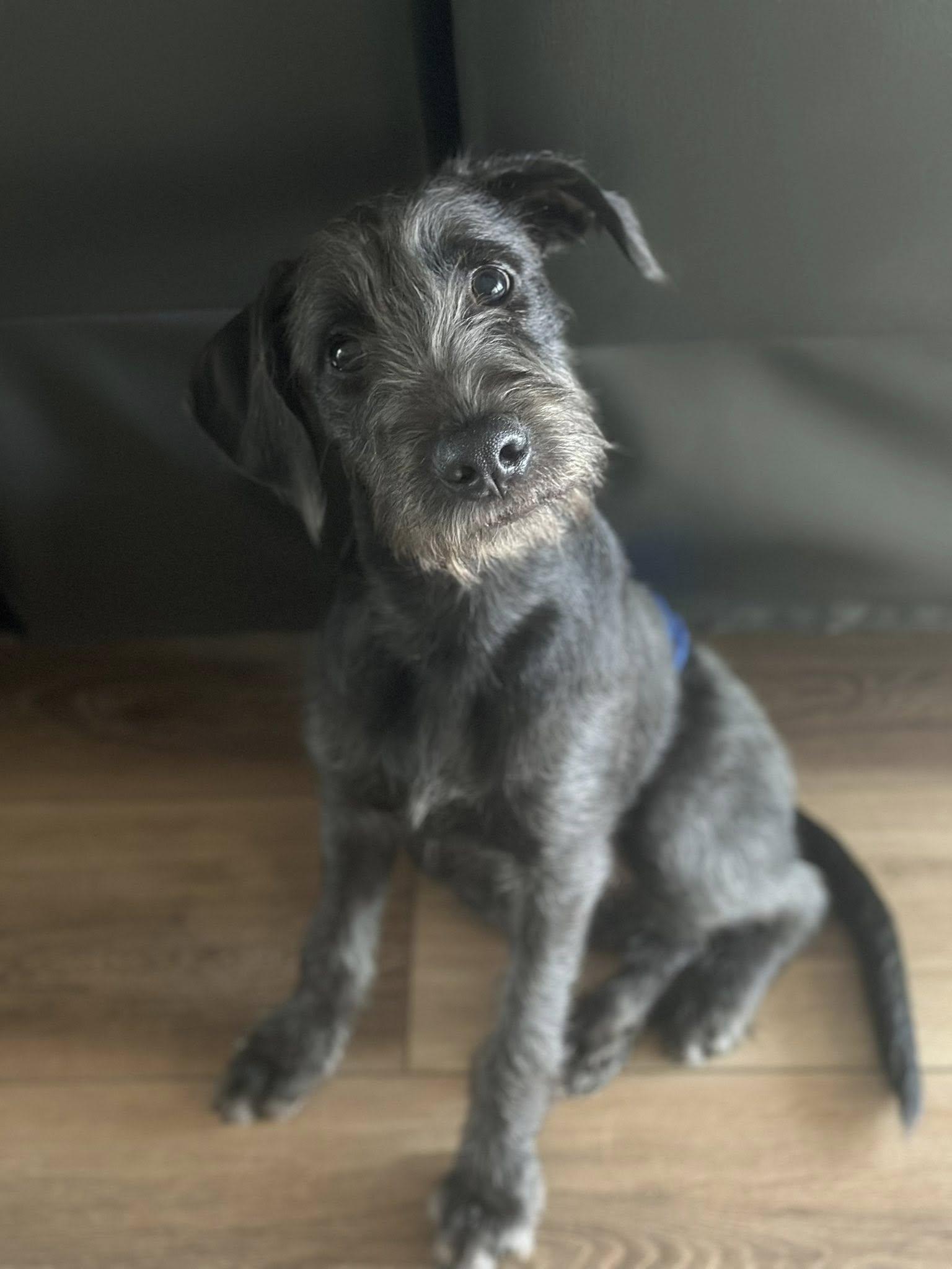 Enlarge Boon, a Adoptable mixed breed in Gulf Breeze, FL image 3/3