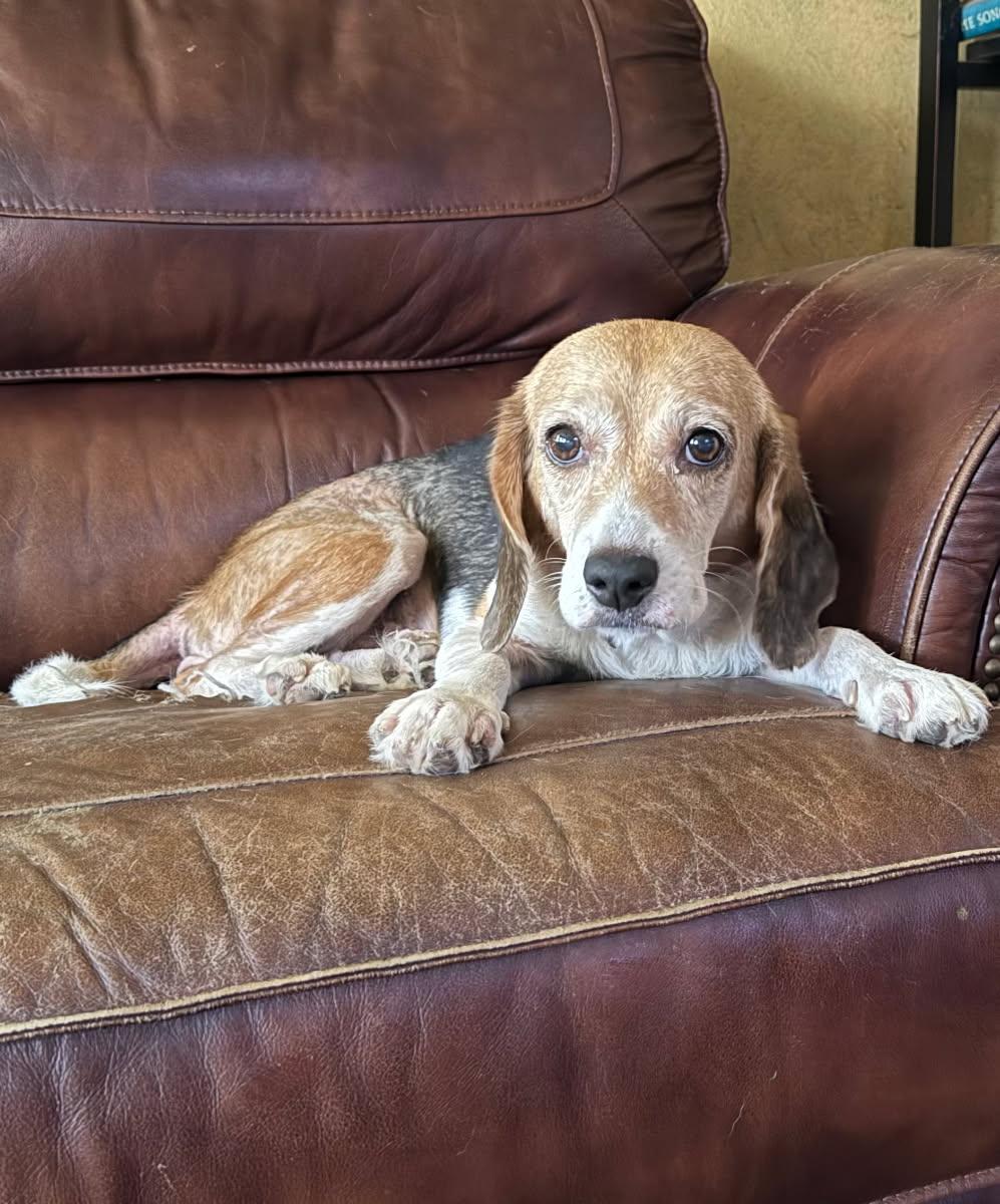 Enlarge Mickey, a Adoptable Beagle in Scranton, PA image 3/3