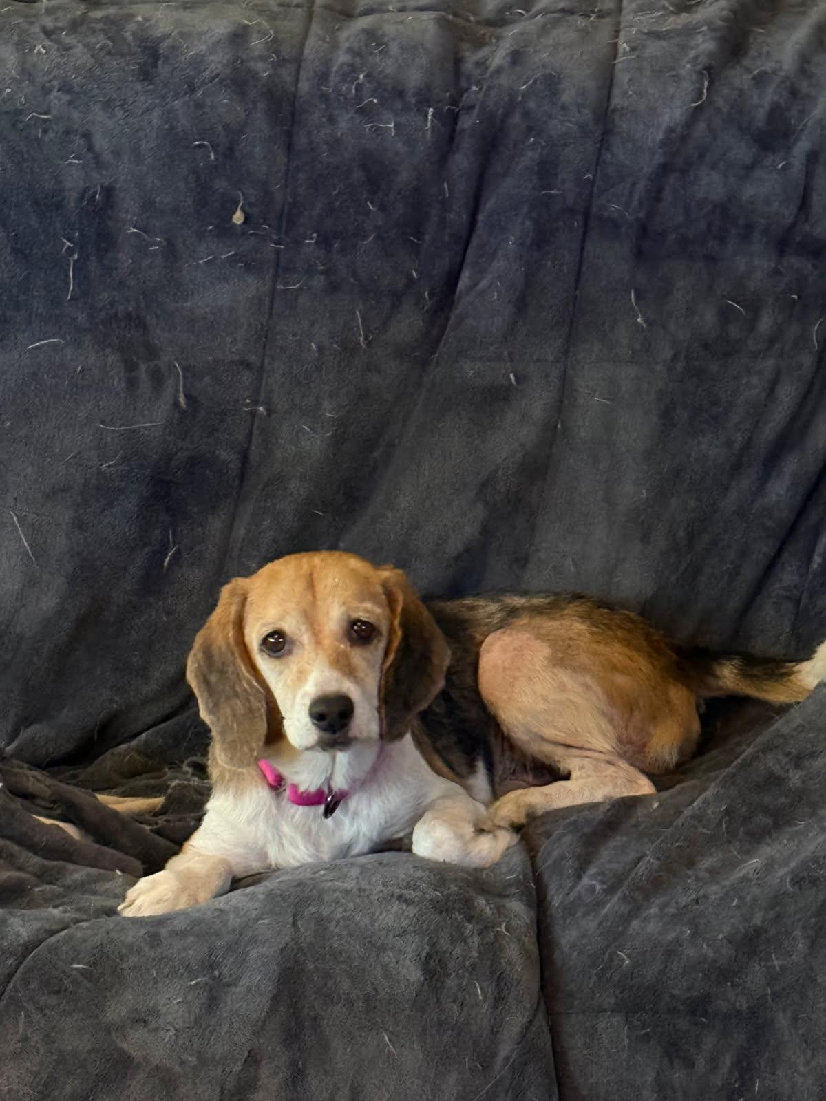 Enlarge Mickey, a Adoptable Beagle in Scranton, PA image 2/3