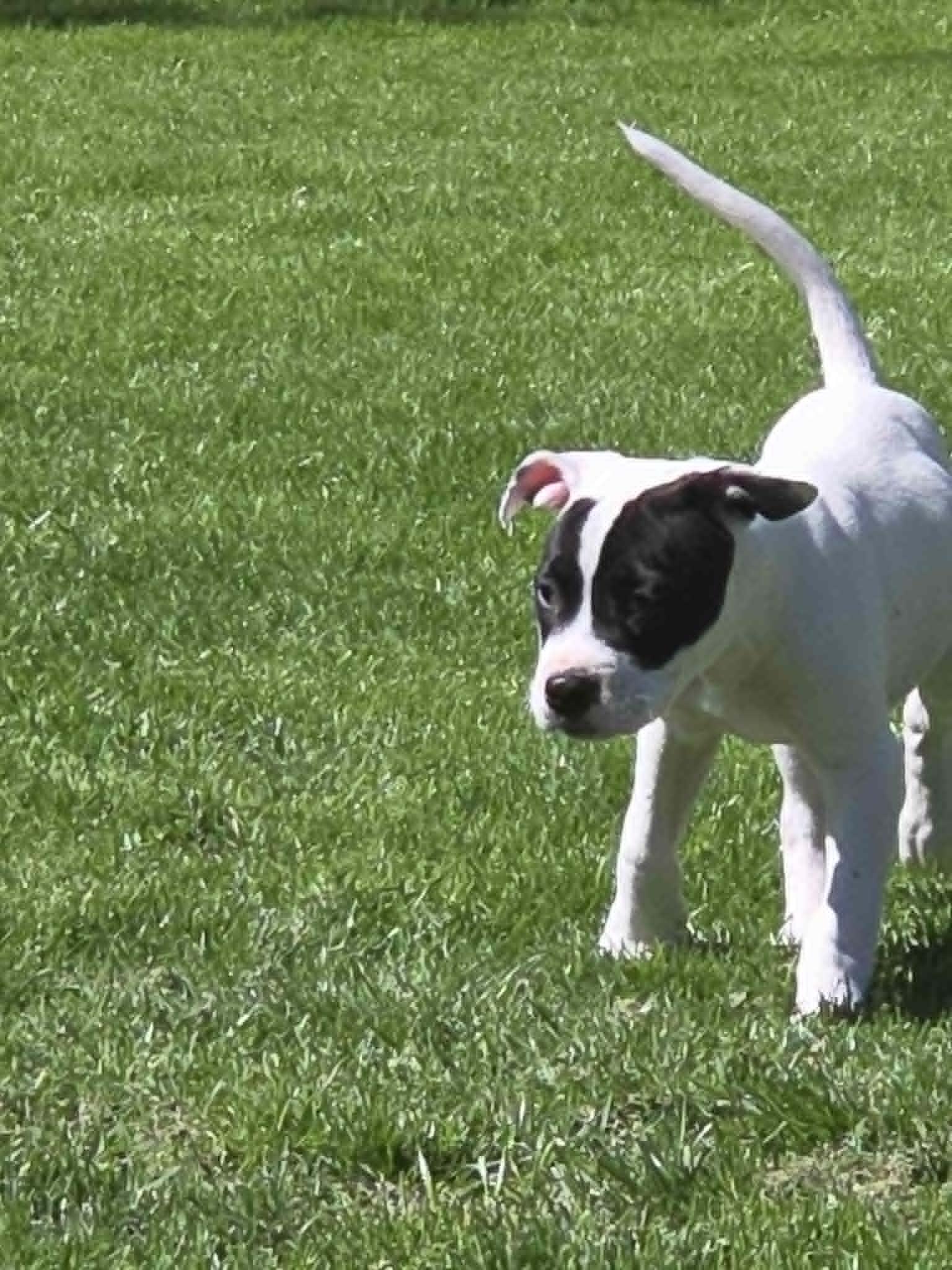 Forrest, a ADOPTABLE mixed breed in Clay, NY image 3/3