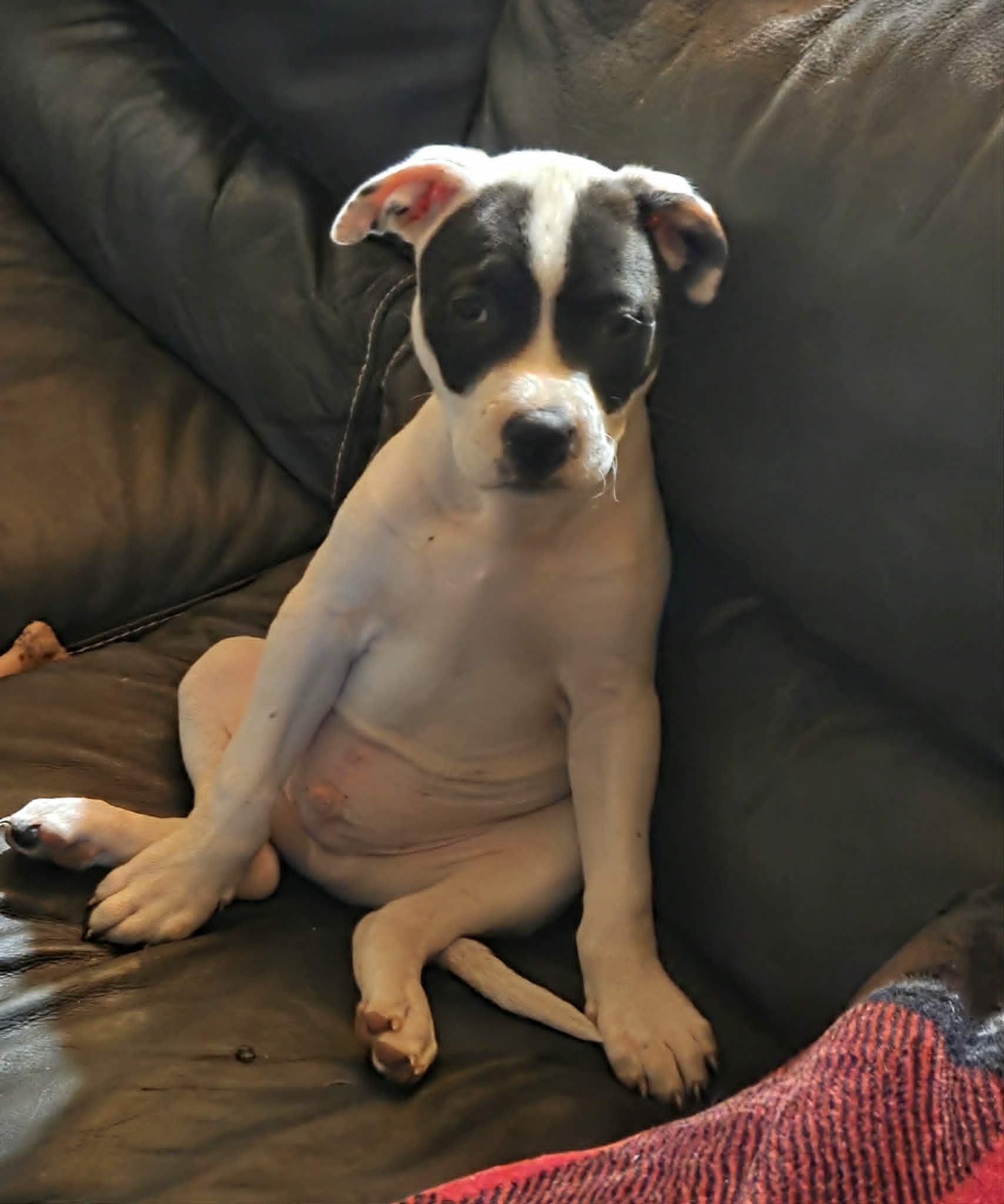 Forrest, ADOPTABLE, Puppy Male American Staffordshire Terrier.