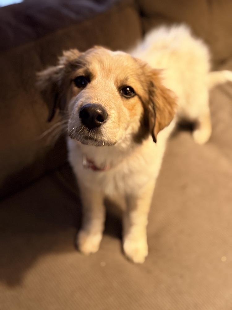 Rose, a Adoptable mixed breed in Denver, CO image 1/6