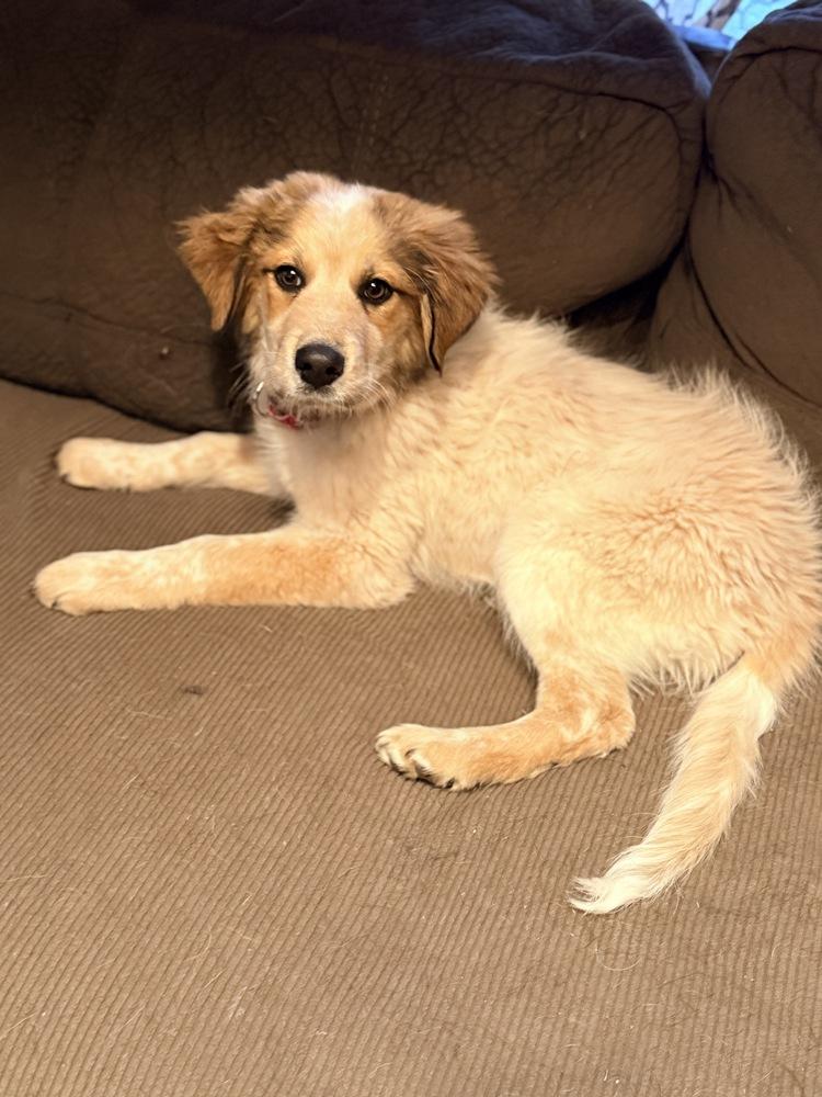 Rose, a Adoptable mixed breed in Denver, CO image 2/6