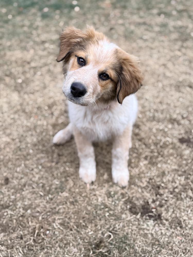 Rose, a Adoptable mixed breed in Denver, CO image 3/6