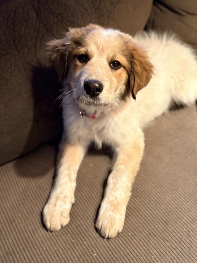 Rose, a Adoptable mixed breed in Denver, CO image 4/6