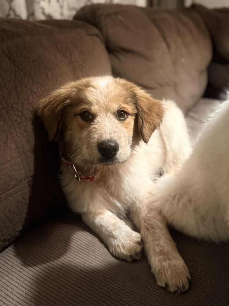 Rose, a Adoptable mixed breed in Denver, CO image 5/6