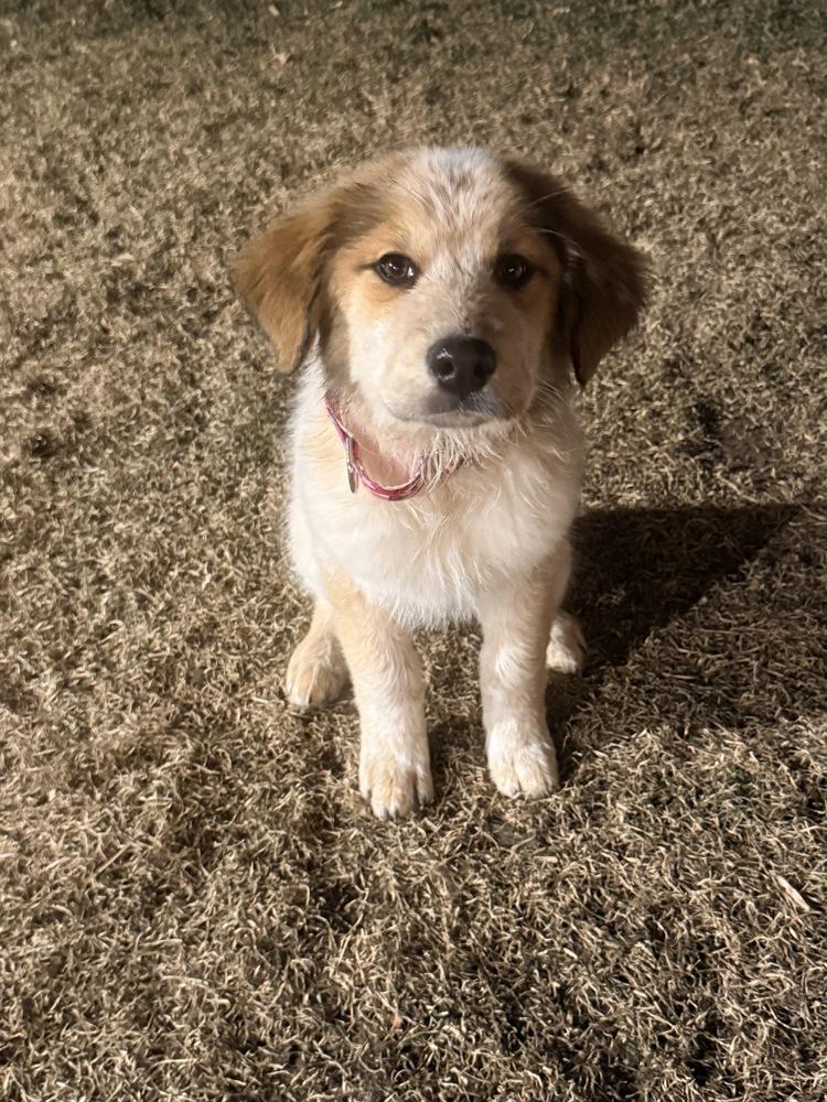 Rose, a Adoptable mixed breed in Denver, CO image 6/6