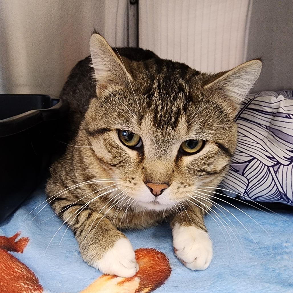 Enlarge Chubby Checker, a Adoptable Domestic Short Hair in Dixon, IL image 1/1