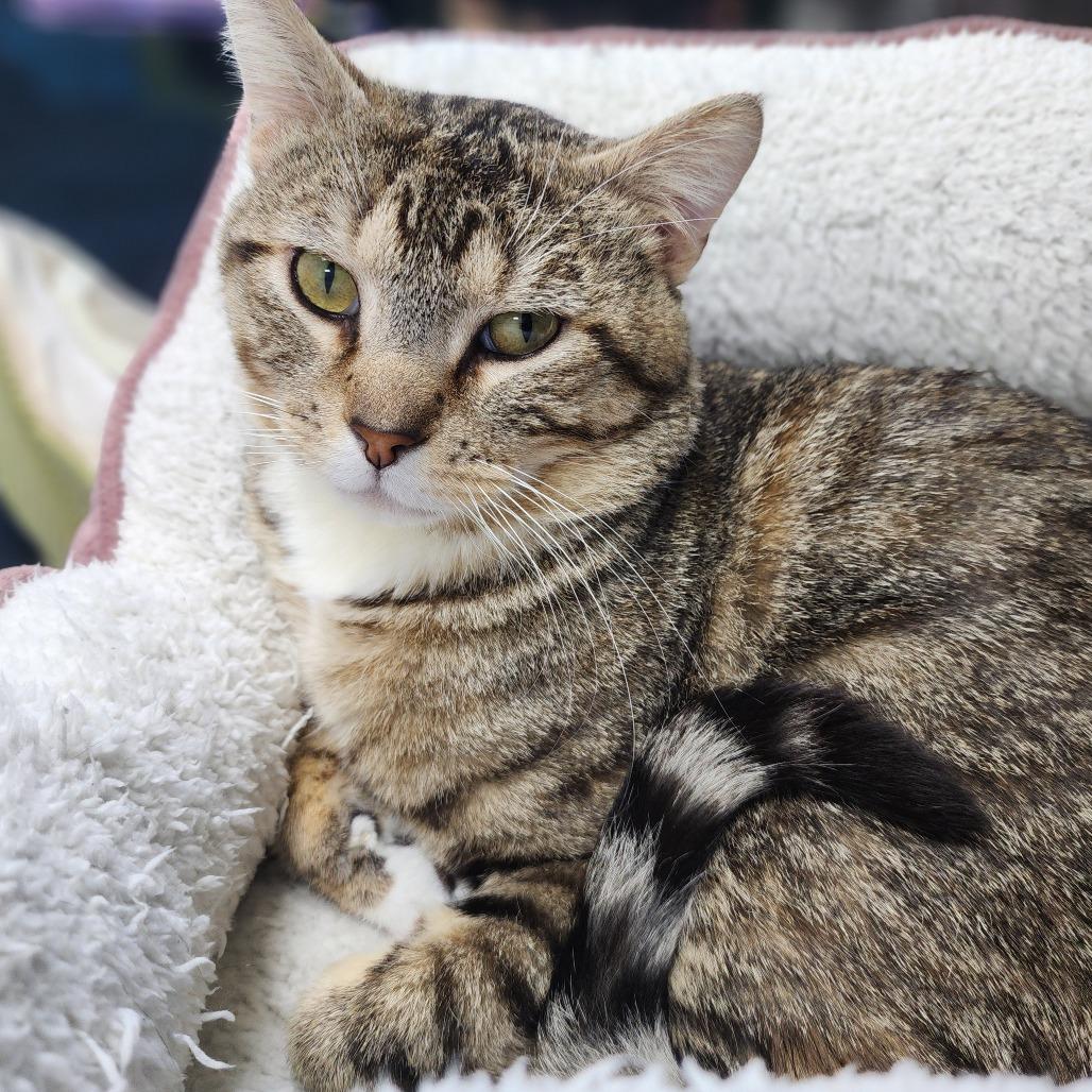Chubby Checker, a Adoptable Domestic Short Hair in Dixon, IL image 2/2