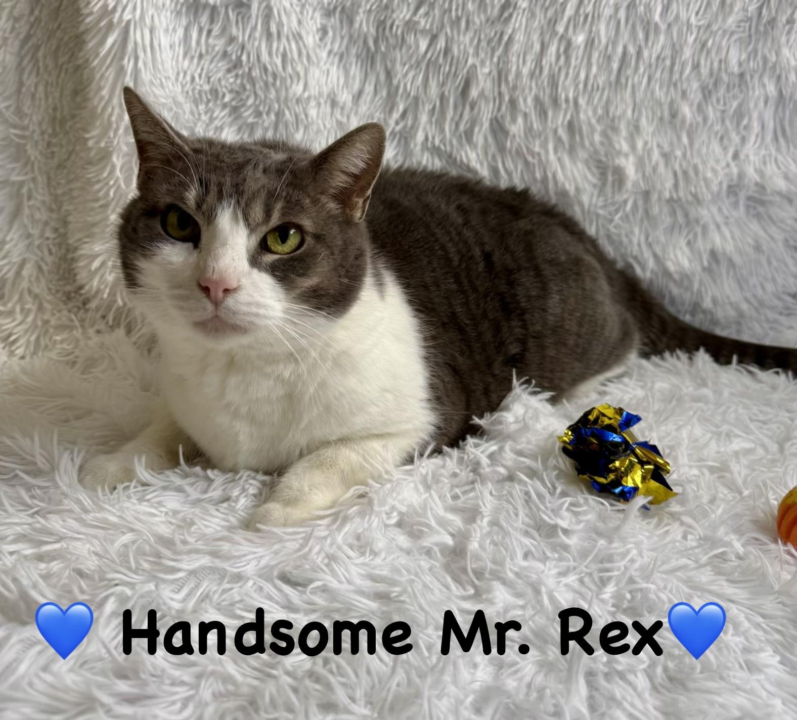 Rex, ADOPTABLE, Adult Male Domestic Short Hair.