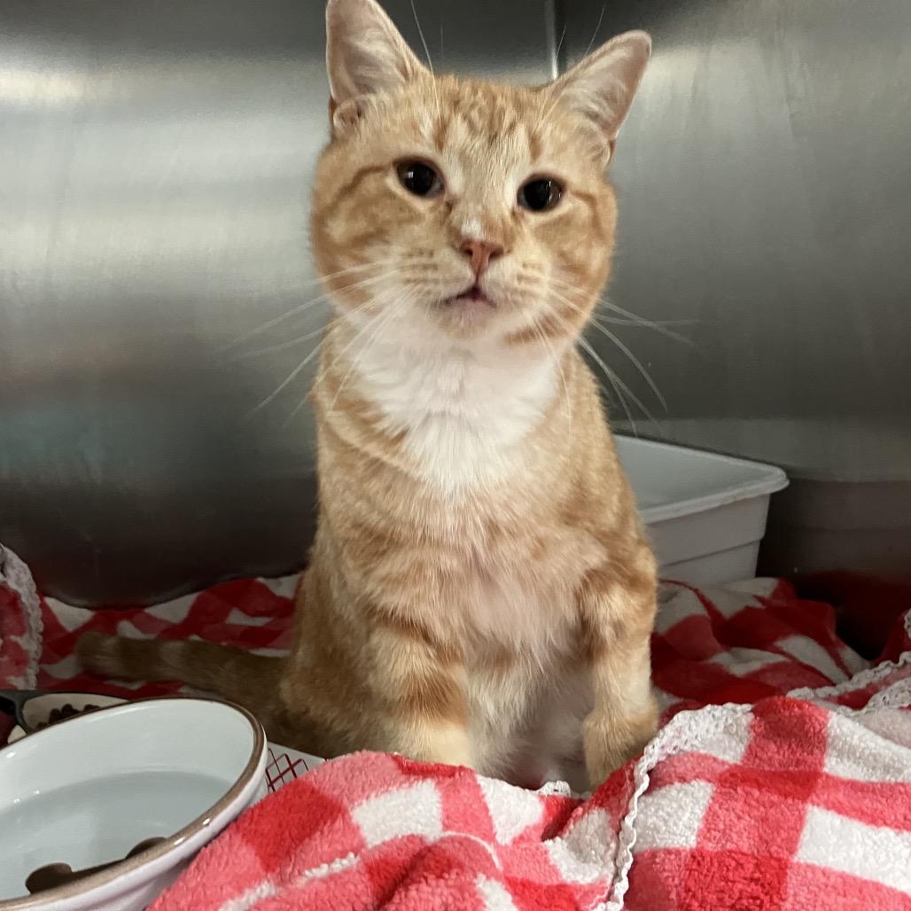 Enlarge Pumpkin, a Adoptable Domestic Short Hair in Lakeland, FL image 1/1