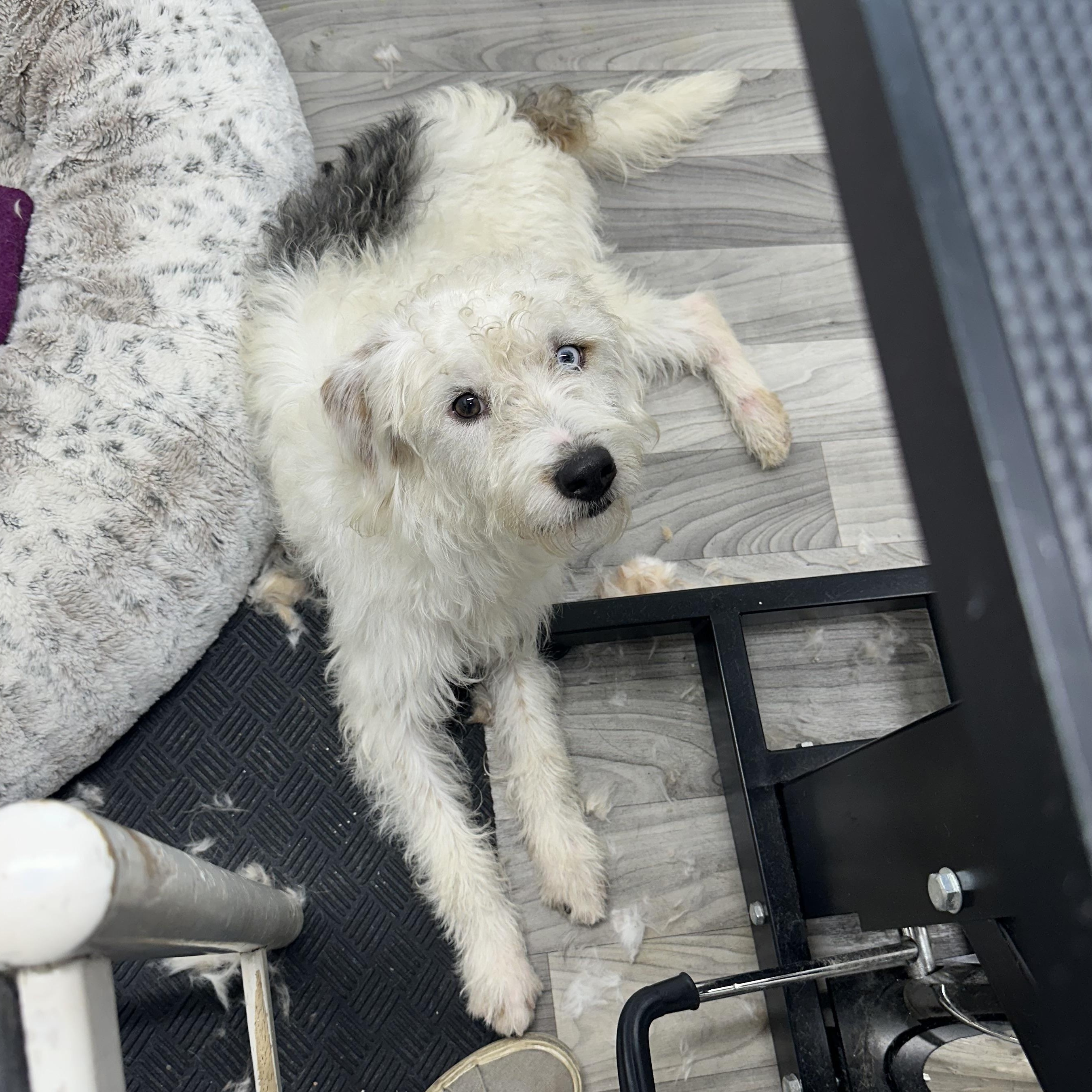 Yeti, an adoptable Sheepadoodle, Bichon Frise in New Orleans, LA, 70116 | Photo Image 2