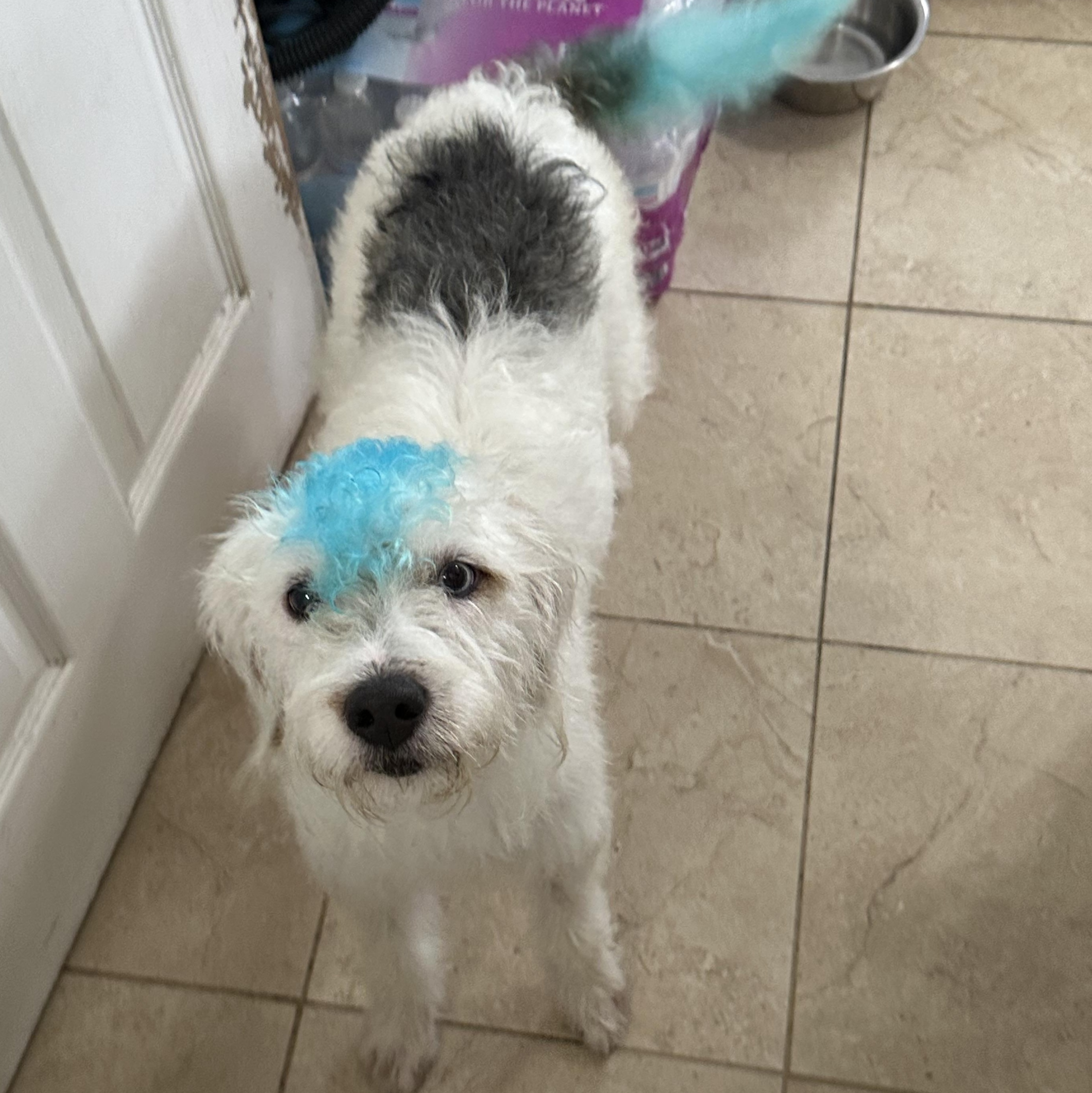 Yeti, an adoptable Sheepadoodle, Bichon Frise in New Orleans, LA, 70116 | Photo Image 3