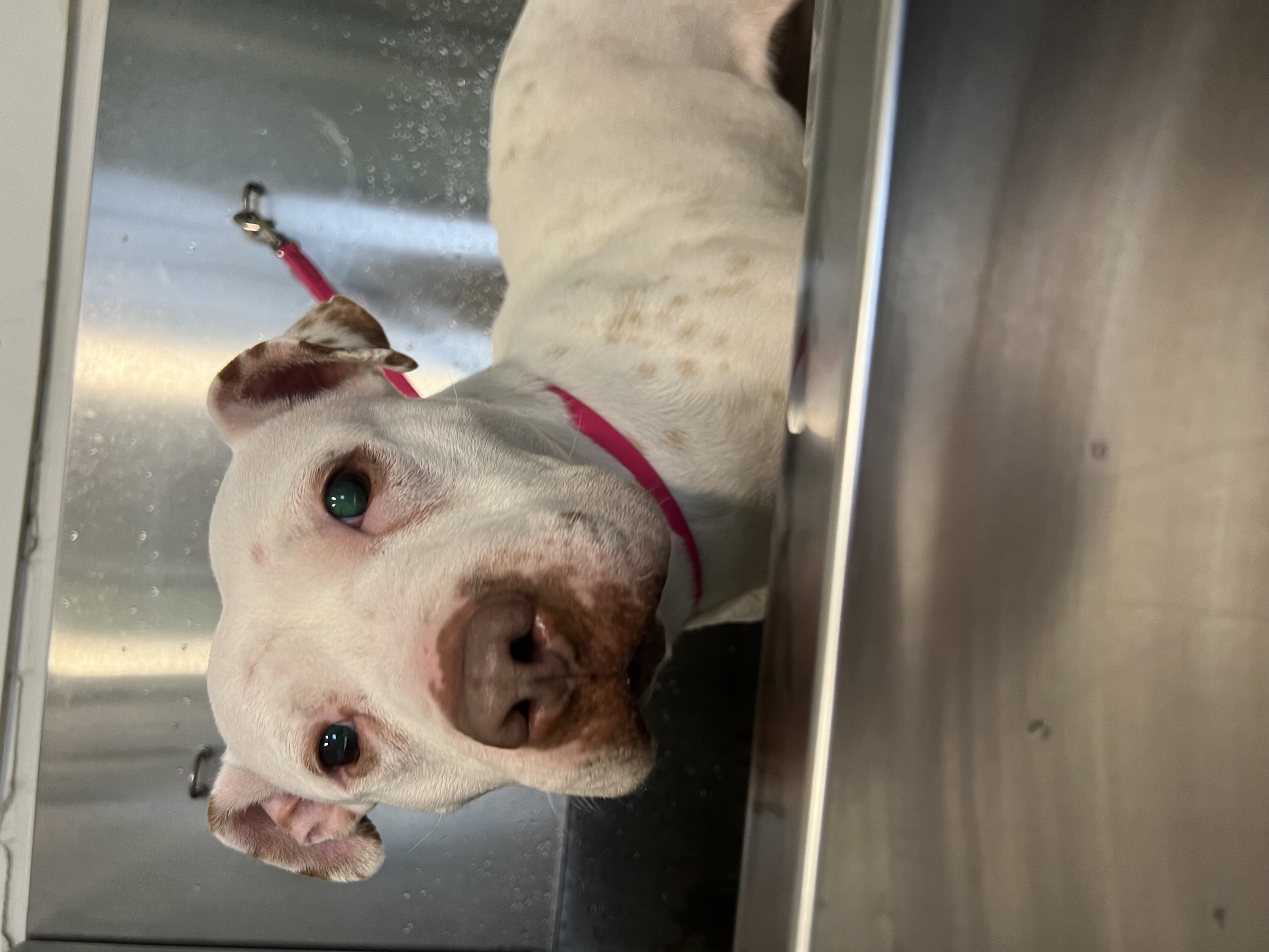 Dolce, a Adopted Pit Bull Terrier in Vassalboro, ME image 4/6