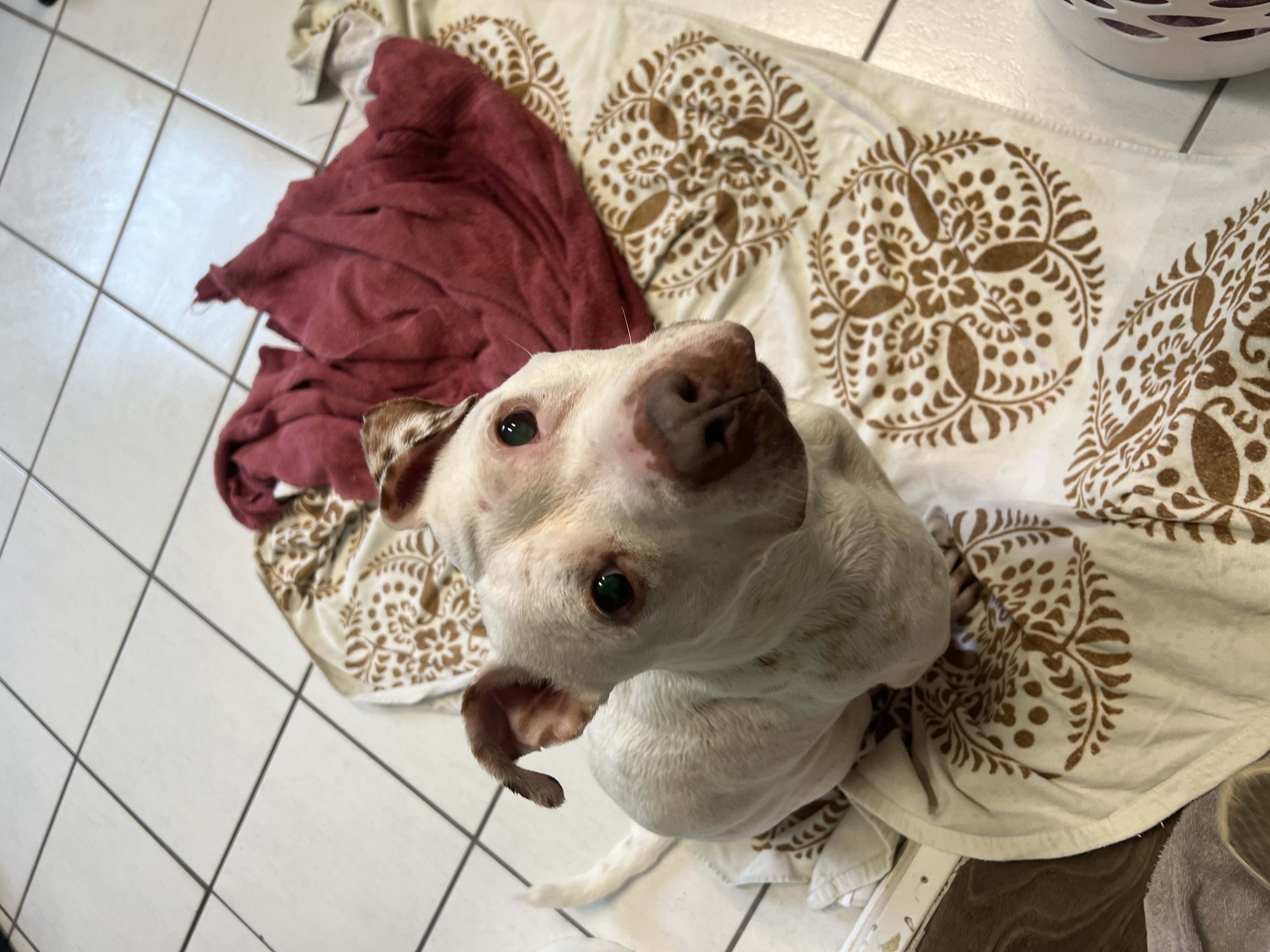 Dolce, a Adopted Pit Bull Terrier in Vassalboro, ME image 5/6