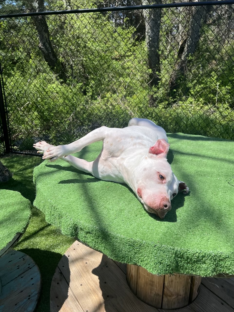 Dolce, a Adopted Pit Bull Terrier in Vassalboro, ME image 6/6