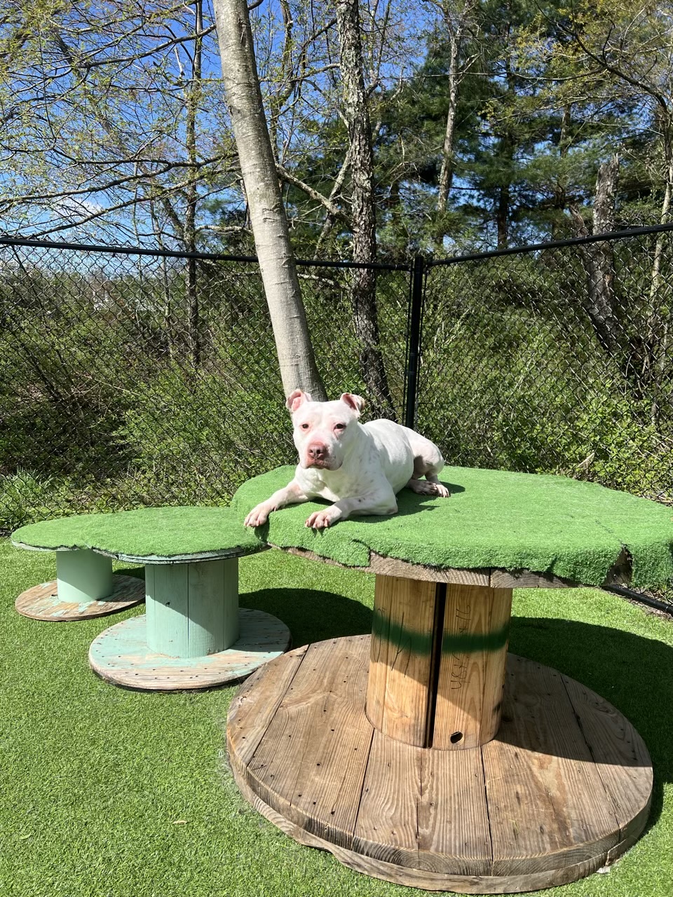 Dolce, a Adopted Pit Bull Terrier in Vassalboro, ME image 2/6