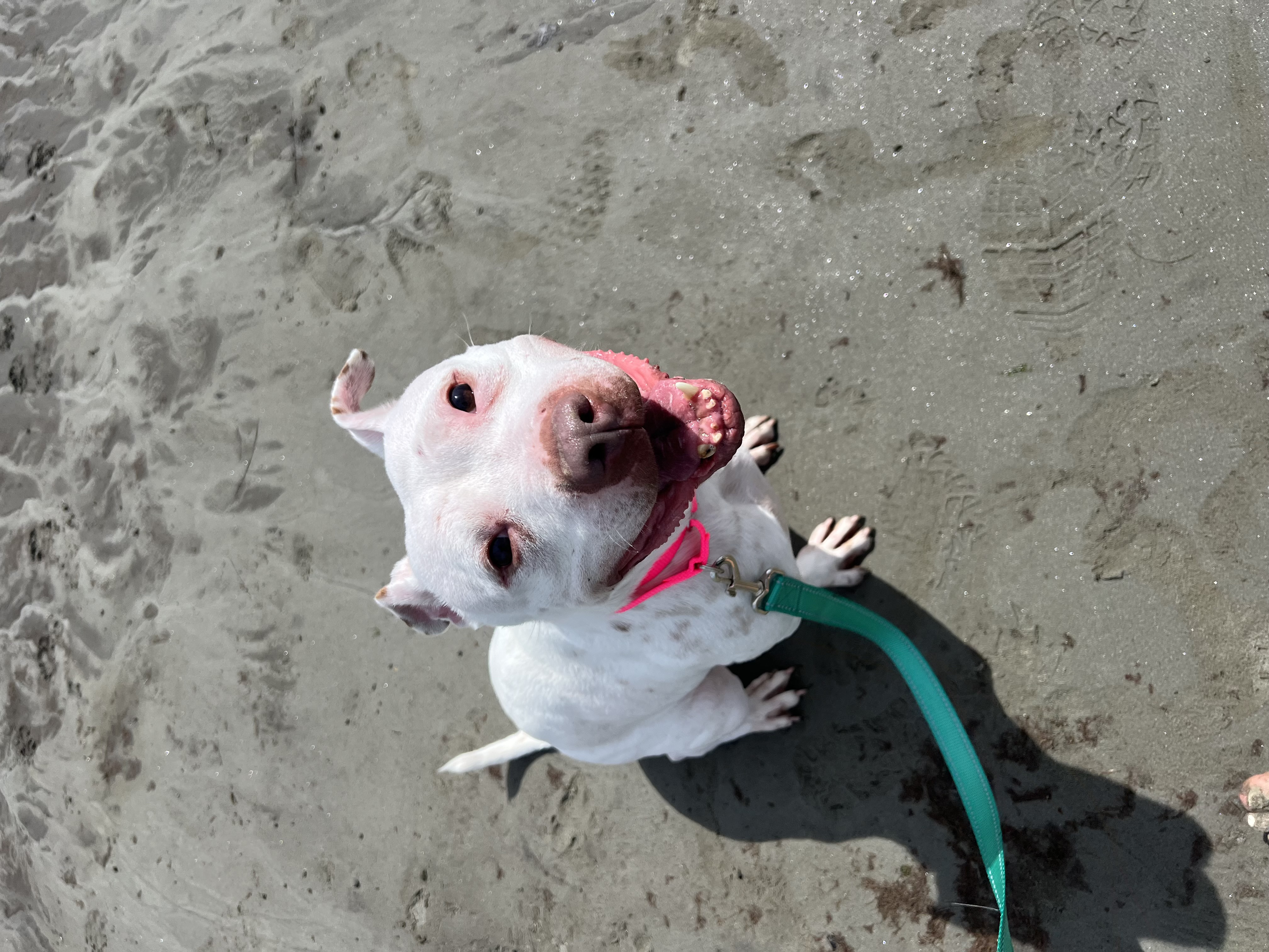 Dolce, a Adopted Pit Bull Terrier in Vassalboro, ME image 1/6