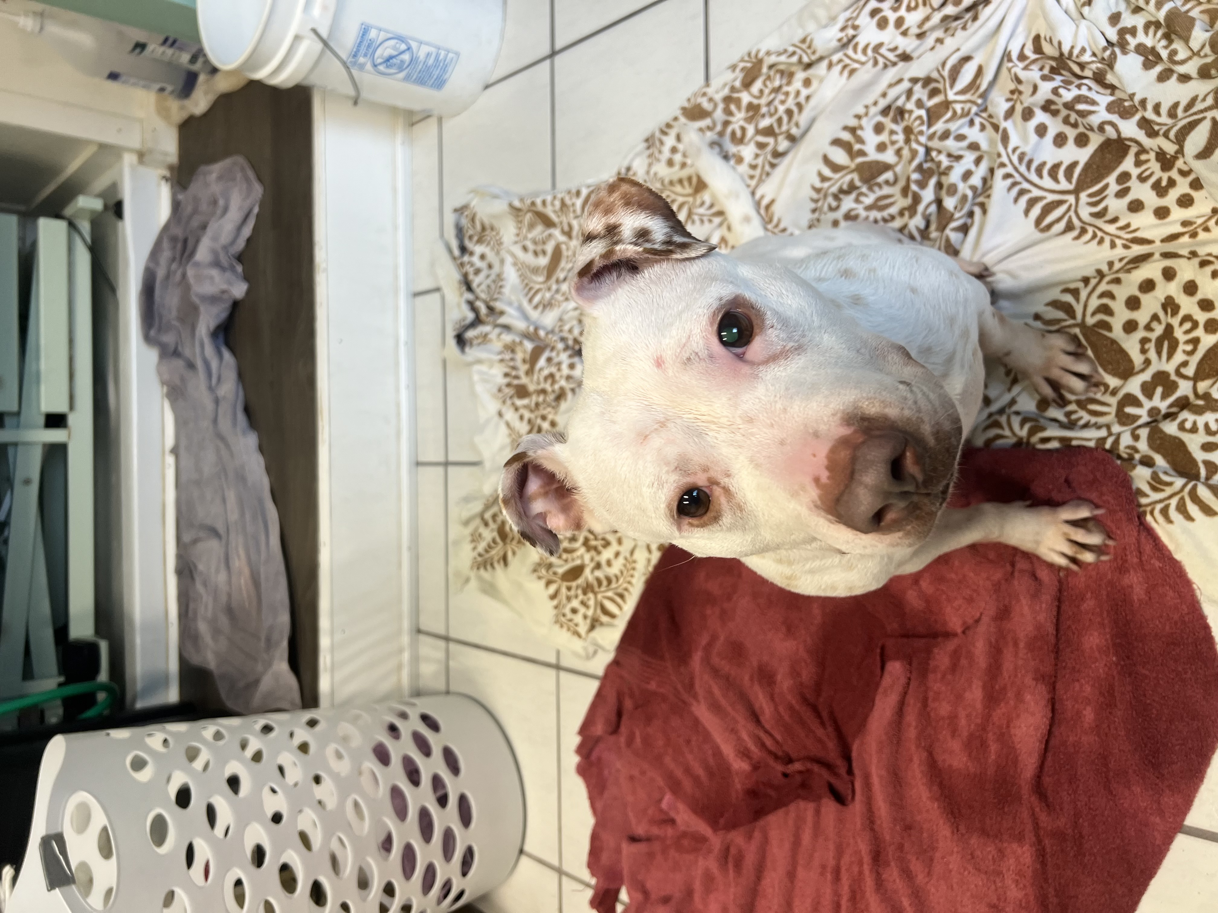 Dolce, a Adopted Pit Bull Terrier in Vassalboro, ME image 3/6