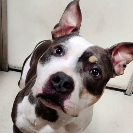 Blue, a Adopted mixed breed in Lincoln, IL image 1/2