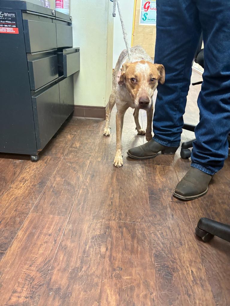 Enlarge Dog Kennel #16, a Adoptable mixed breed in Greenville, TX image 1/3