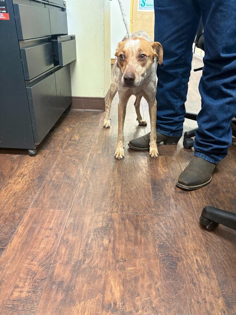 Enlarge Dog Kennel #16, a Adoptable mixed breed in Greenville, TX image 2/3