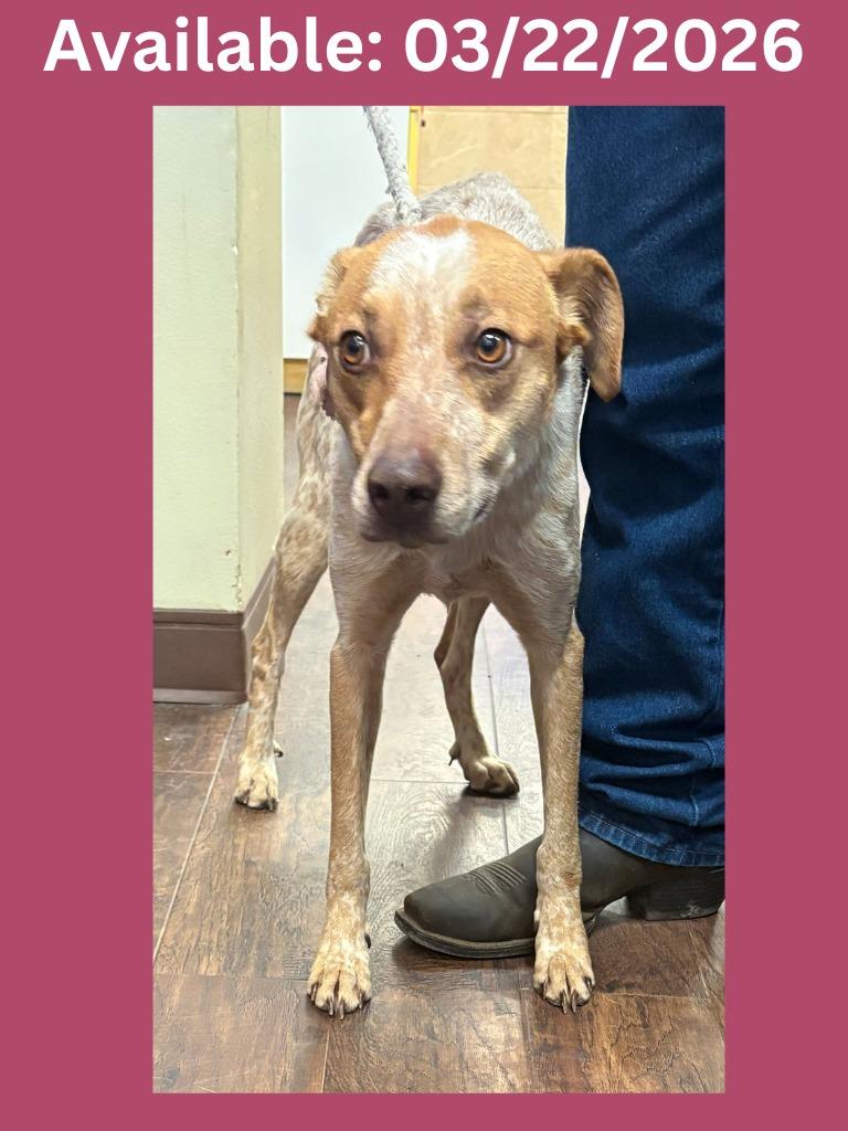 Enlarge Dog Kennel #16, a Adoptable mixed breed in Greenville, TX image 3/3