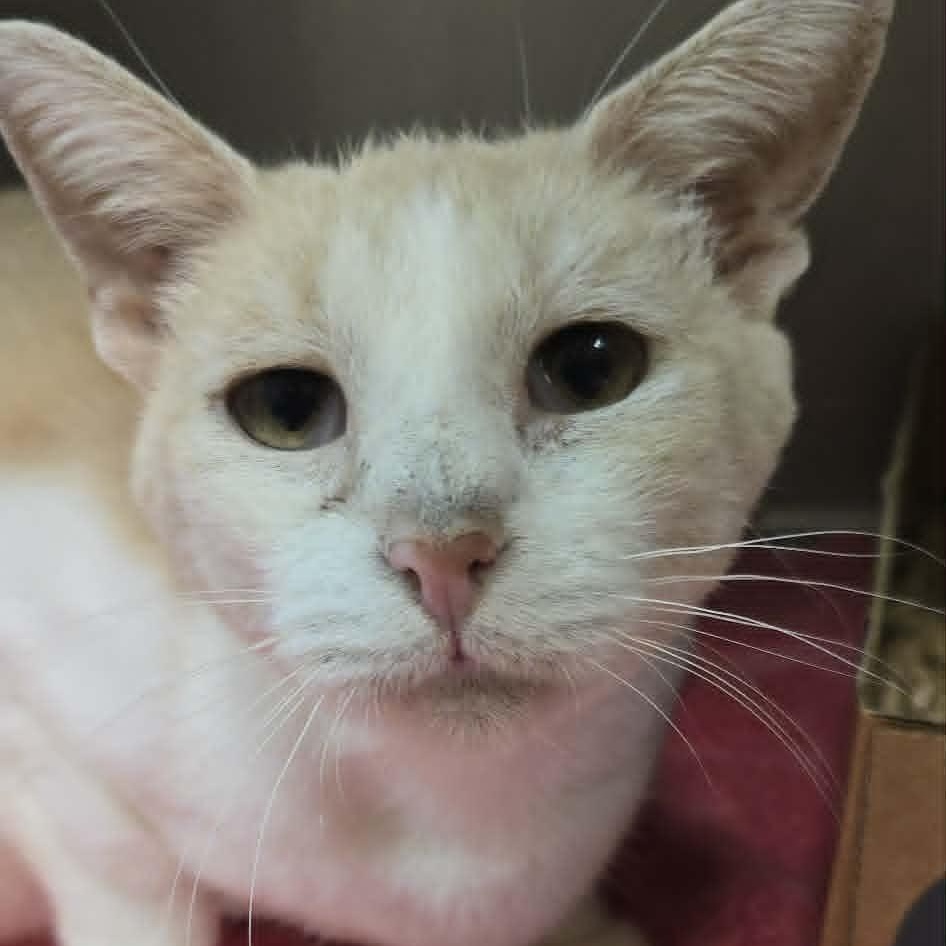 Enlarge Dottie, a Adoptable Domestic Short Hair in Orange, VA image 1/1