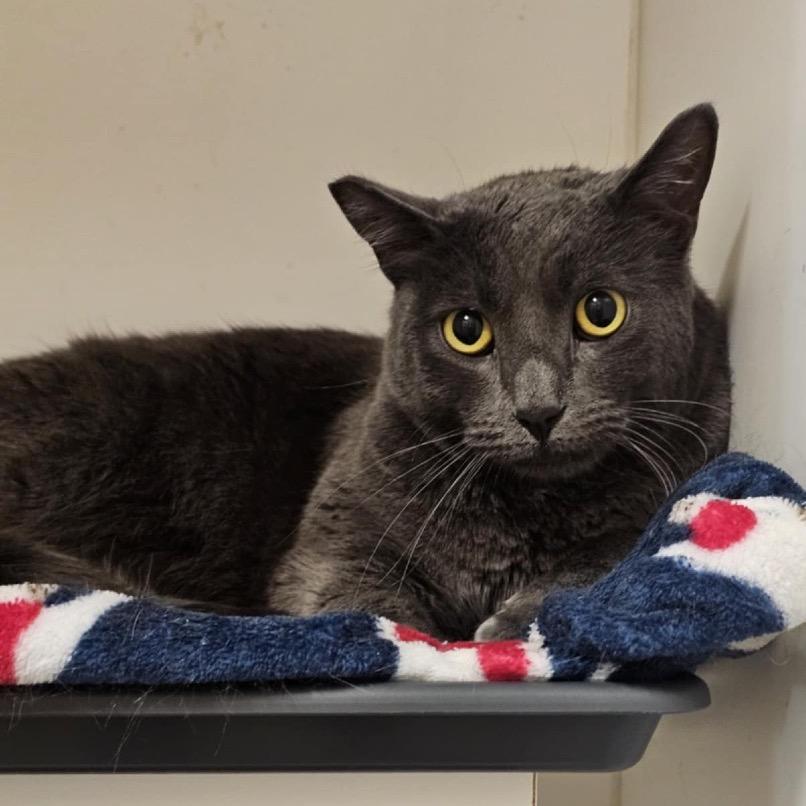 Luni - City of Industry Location, Adoptable, Adult Male Russian Blue.