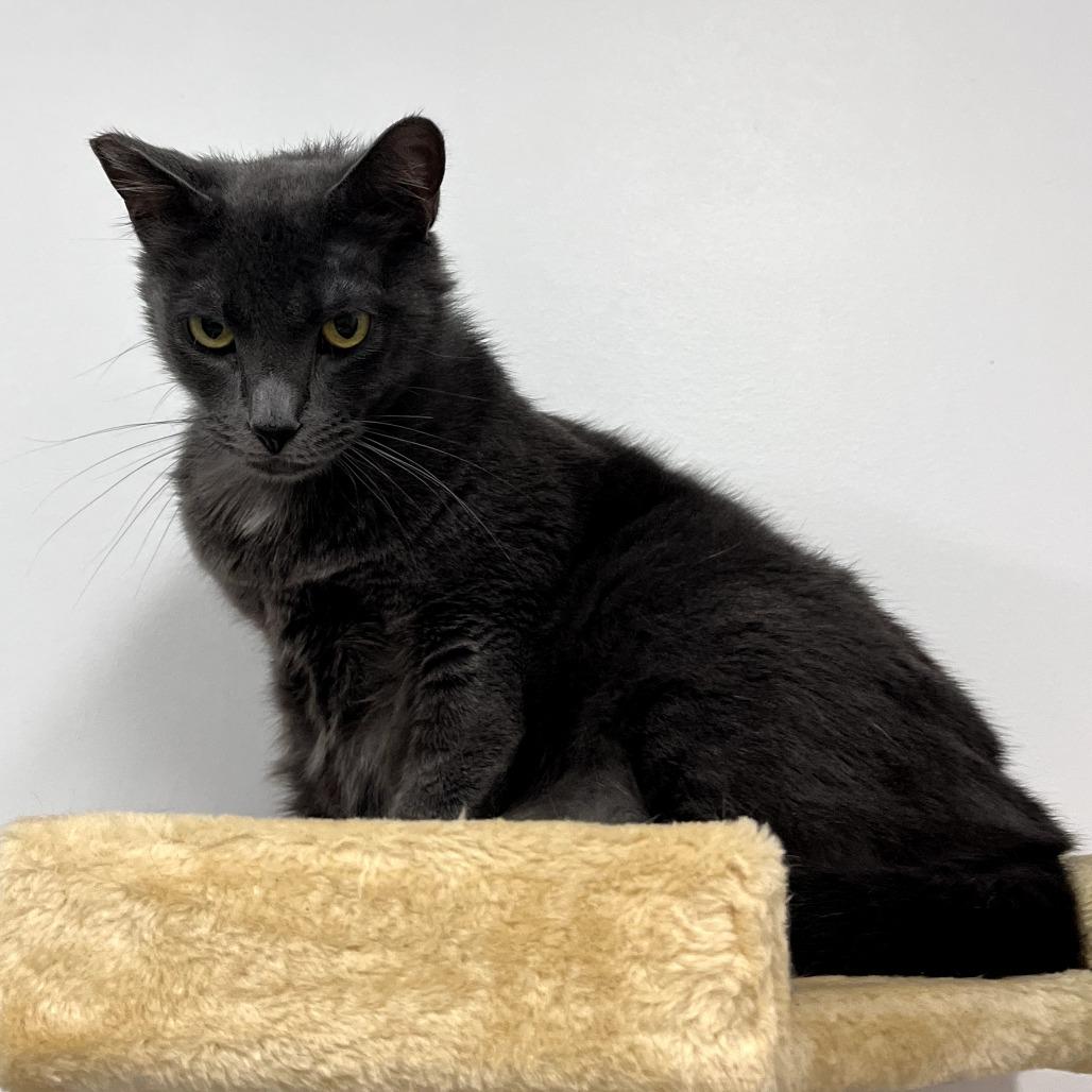 Enlarge Luni - City of Industry Location, a Adoptable mixed breed in Chino Hills, CA image 2/6