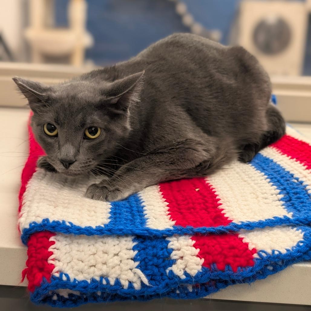 Enlarge Luni - City of Industry Location, a Adoptable mixed breed in Chino Hills, CA image 3/6